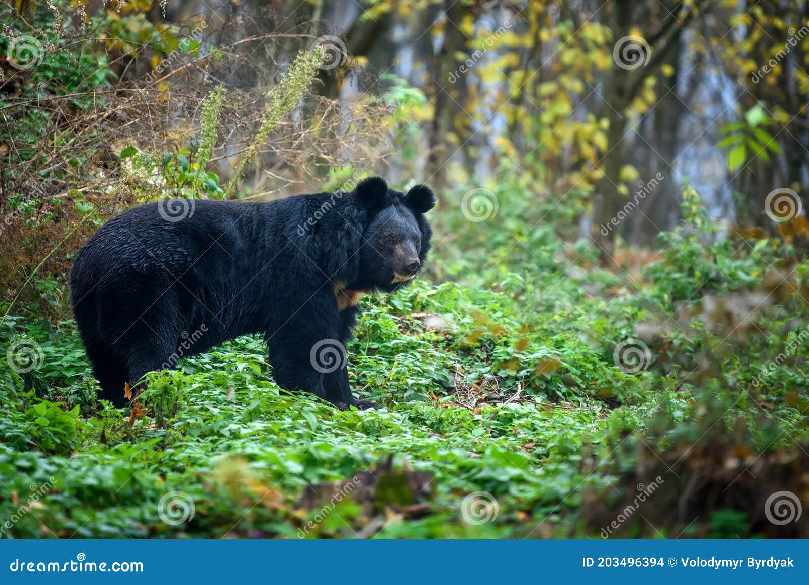 asiatic black bear ursus thibetanus in the autumn forest