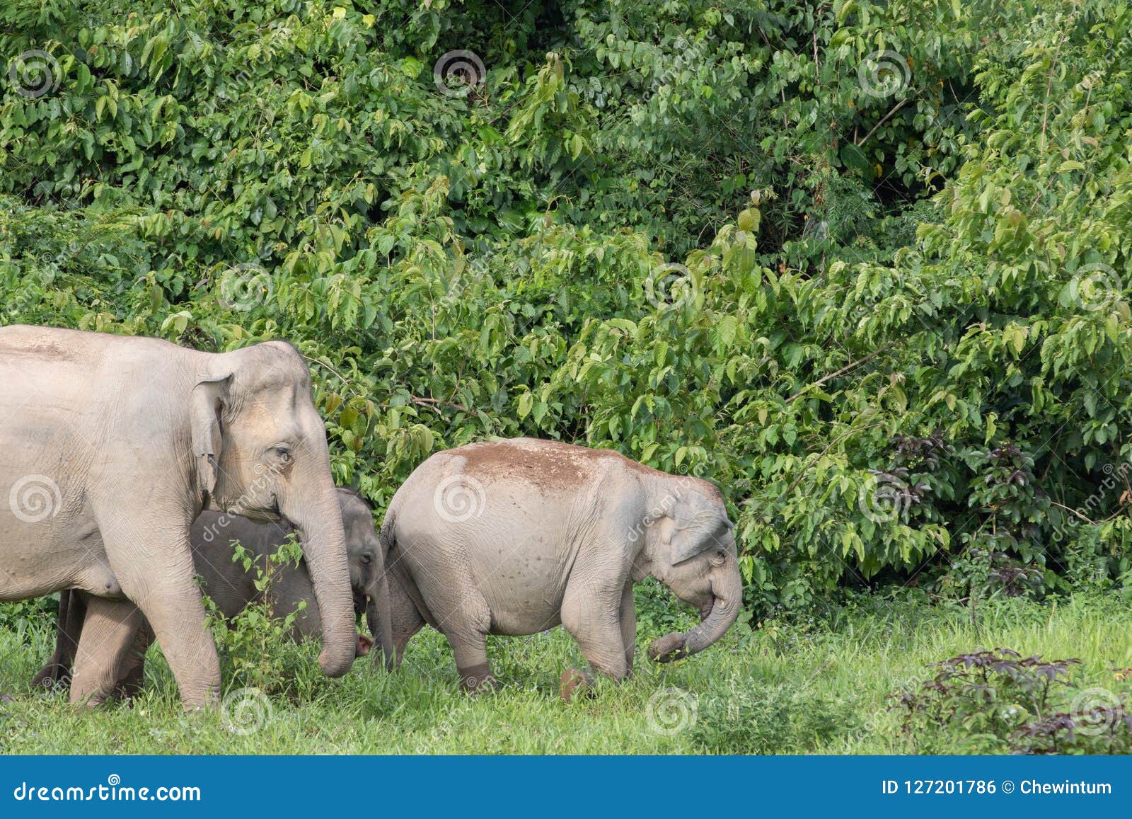 Asiatic Elephant is Big Five Animal in Asia Stock Photo - Image of cute,  ears: 127201786