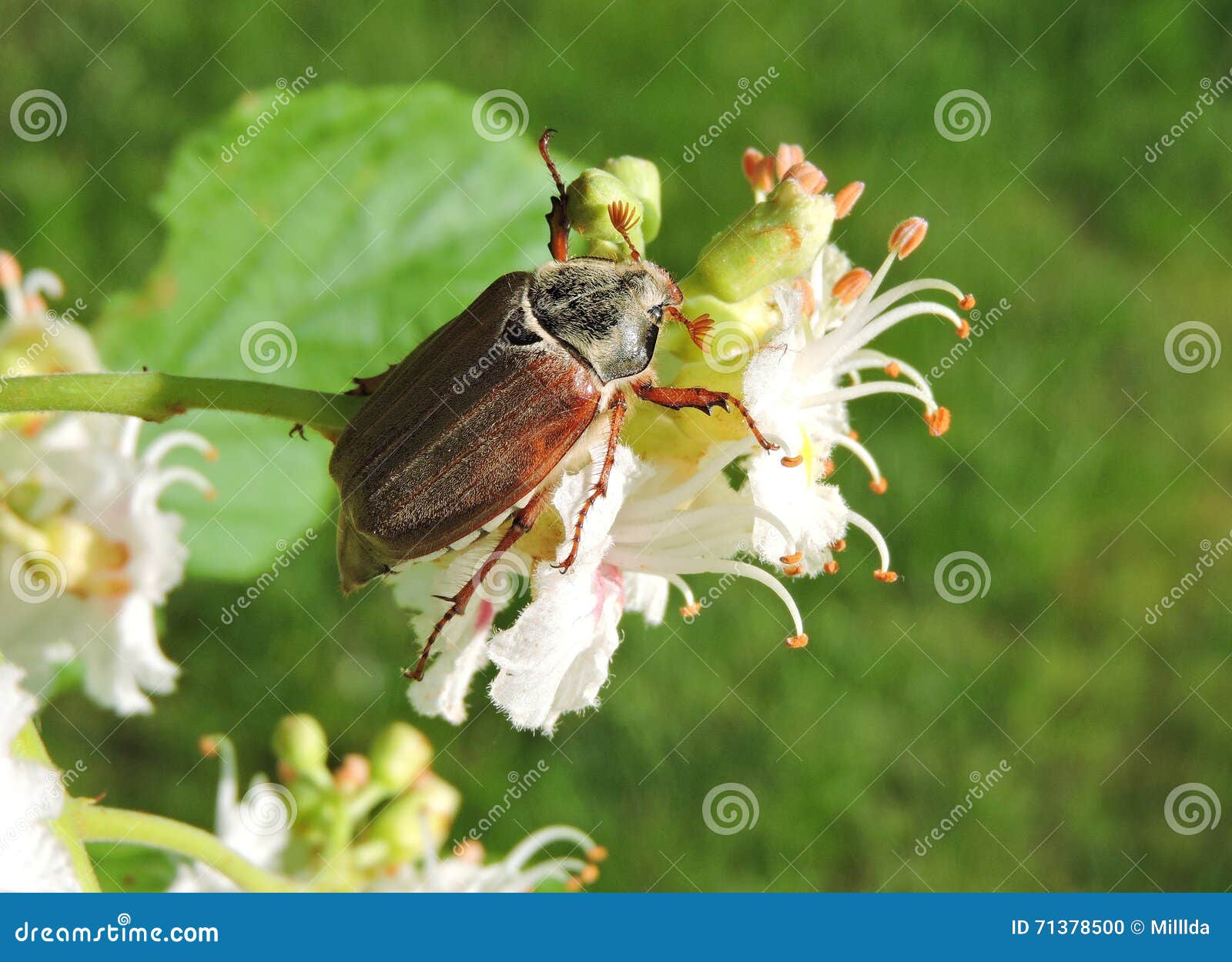 Asiatic Garden Beetle Stock Photo Image Of Beetle Bloom 71378500