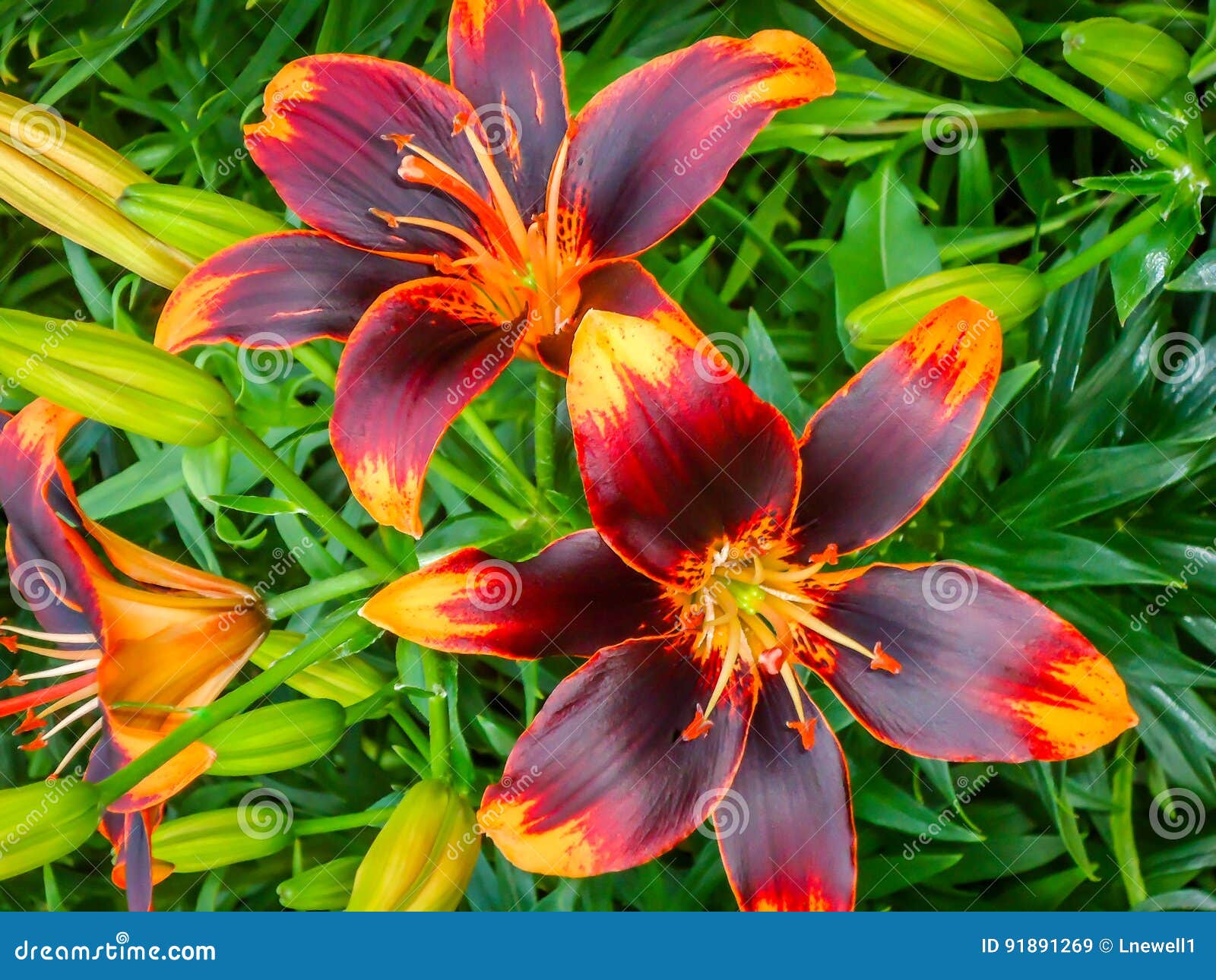Asiatic Lily Garden stock image. Image of buds, bloom 91891269