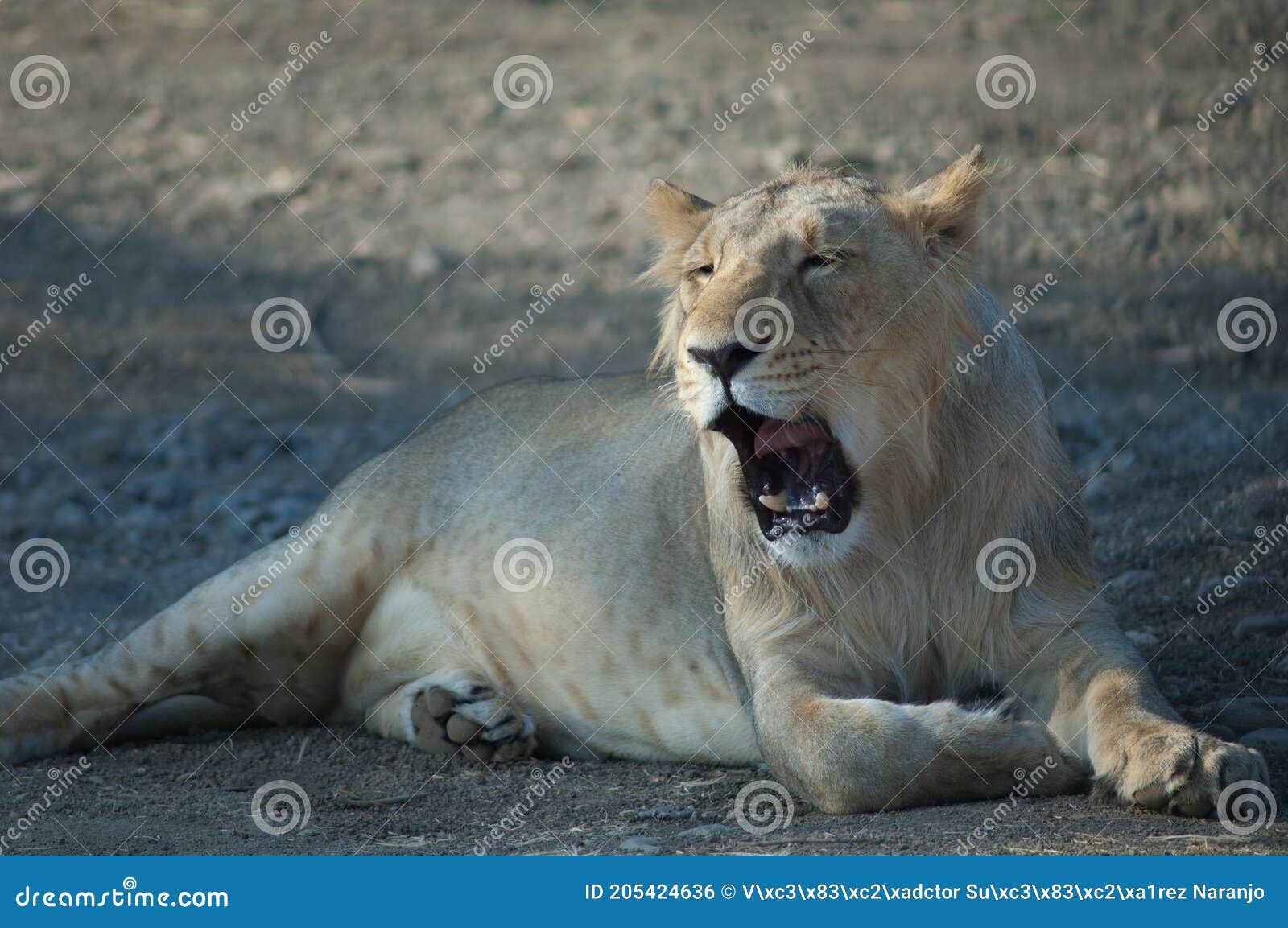 asiatic lion panthera leo persica in the gir sanctuary.