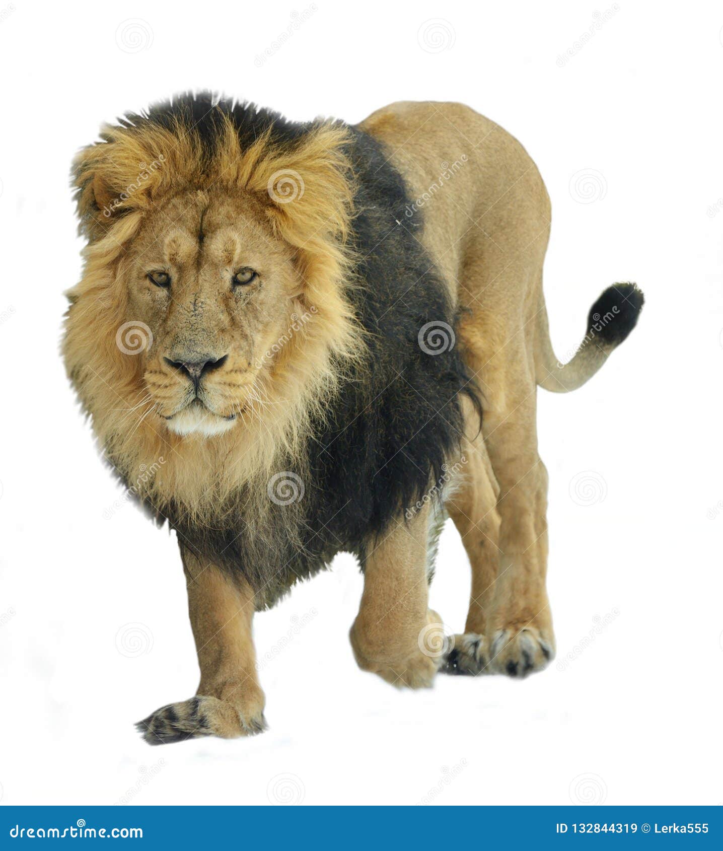 Premium Photo  Lion panthera leo on a white isolated