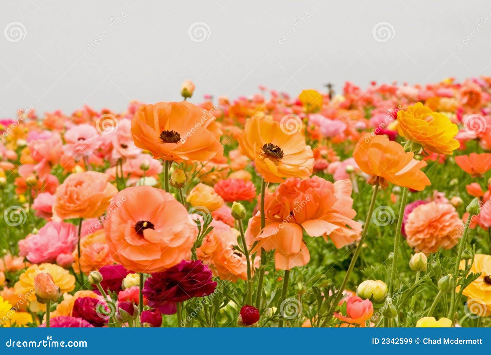 Asiatic Ranunculus Flowers stock image. Image of colors 2342599