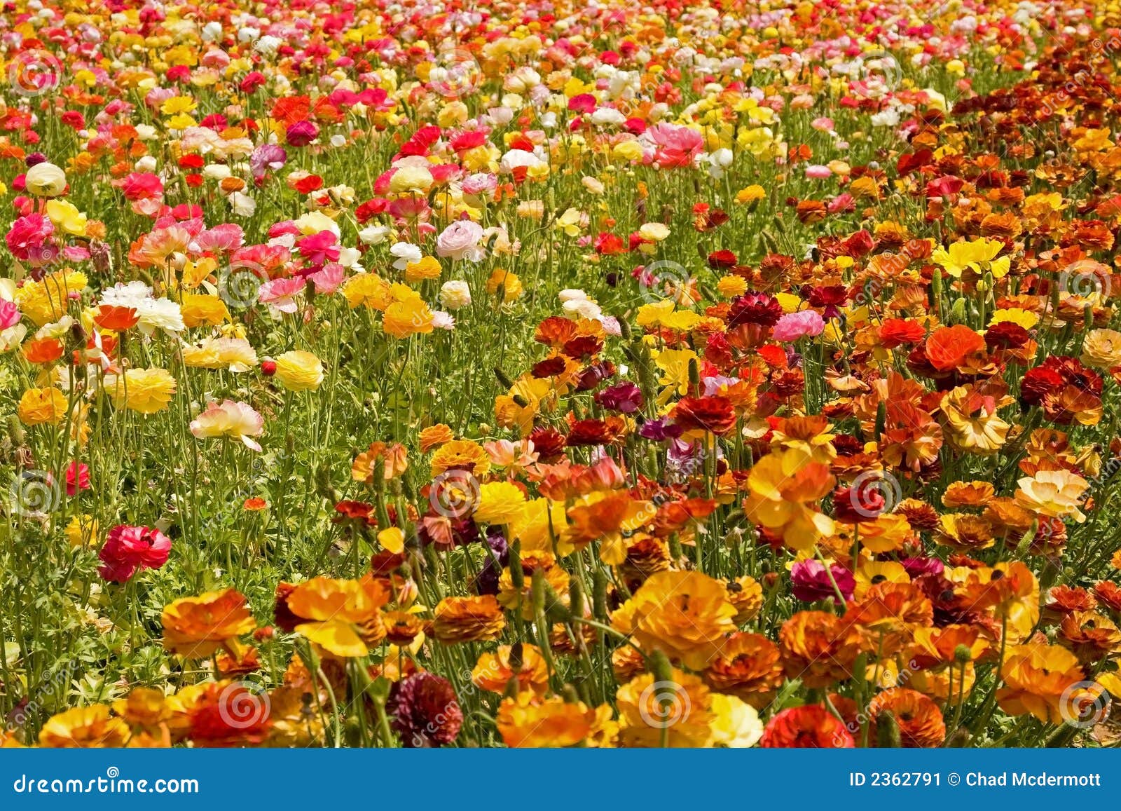 Asiatic Ranunculus Flowers stock image. Image of blossom 2362791