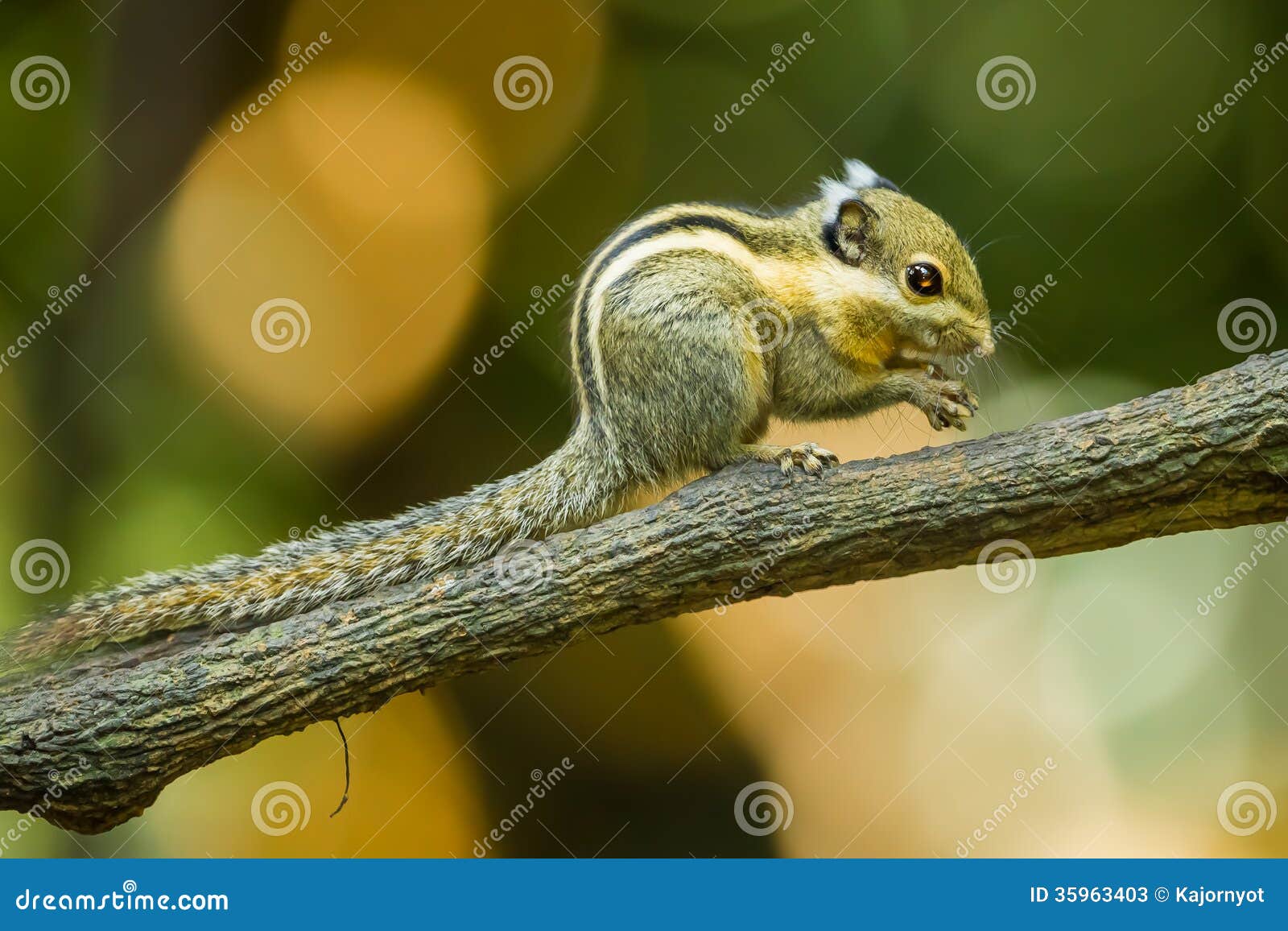 Asiatic striped squirrel stock image. Image of agile 35963403