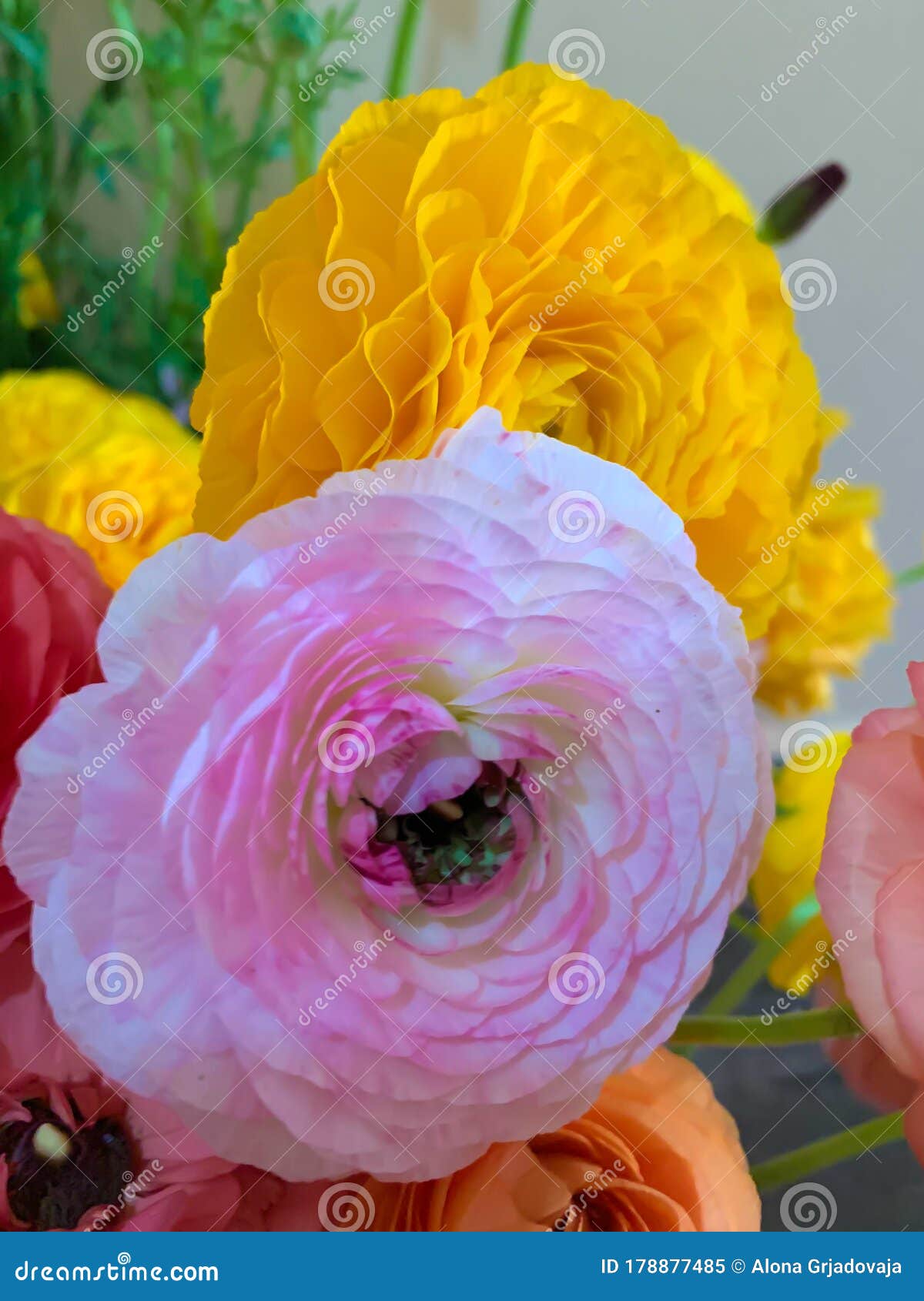 Asiaticus Asiatique Rose Et Jaune Des Fleurs Ranunculus Renoncule Image  stock - Image du nature, anniversaire: 178877485