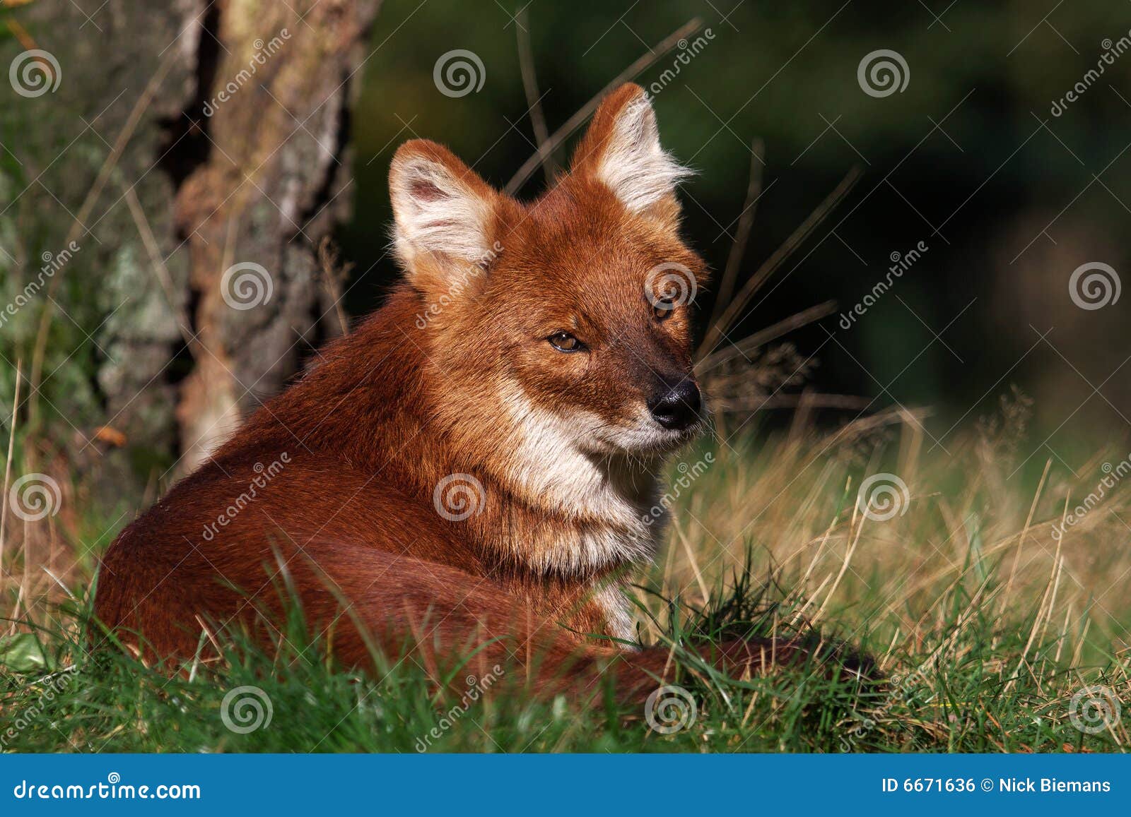 Asiatischer wilder Hund stockfoto. Bild von nervös, pelz 6671636