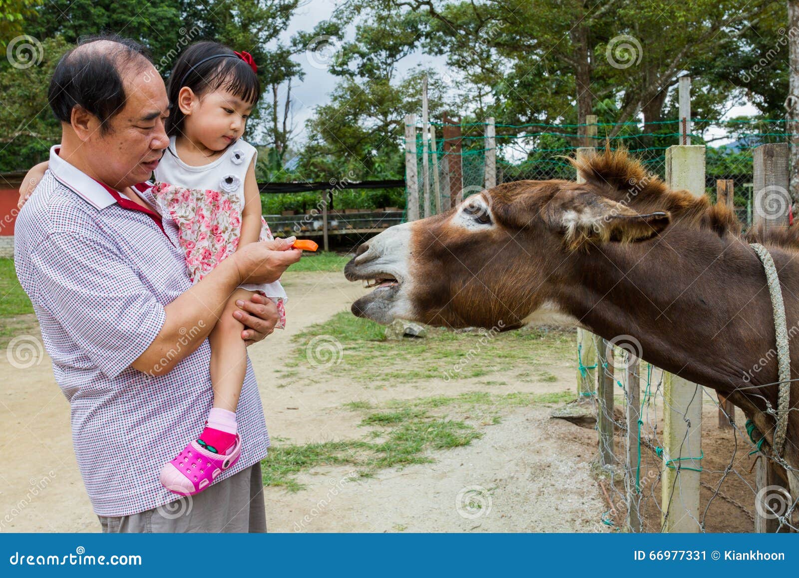 Esel Und Karotte Fotos Kostenlose Und Royalty Free Stock Fotos Von Dreamstime