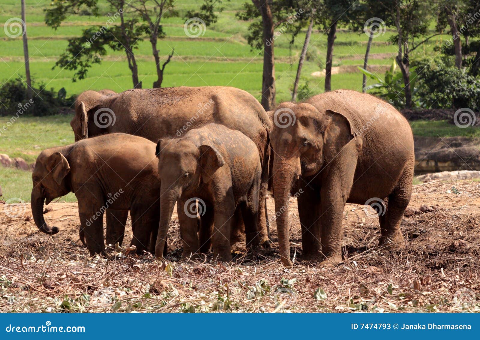 Asiatiska elefanter. Asiatiskt djurliv för elefantlankasri