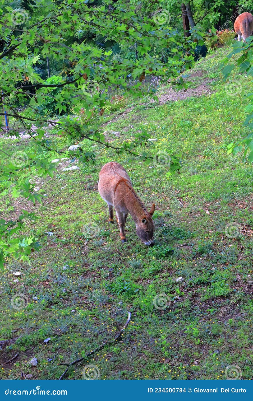 asino che mangia erba nel parco