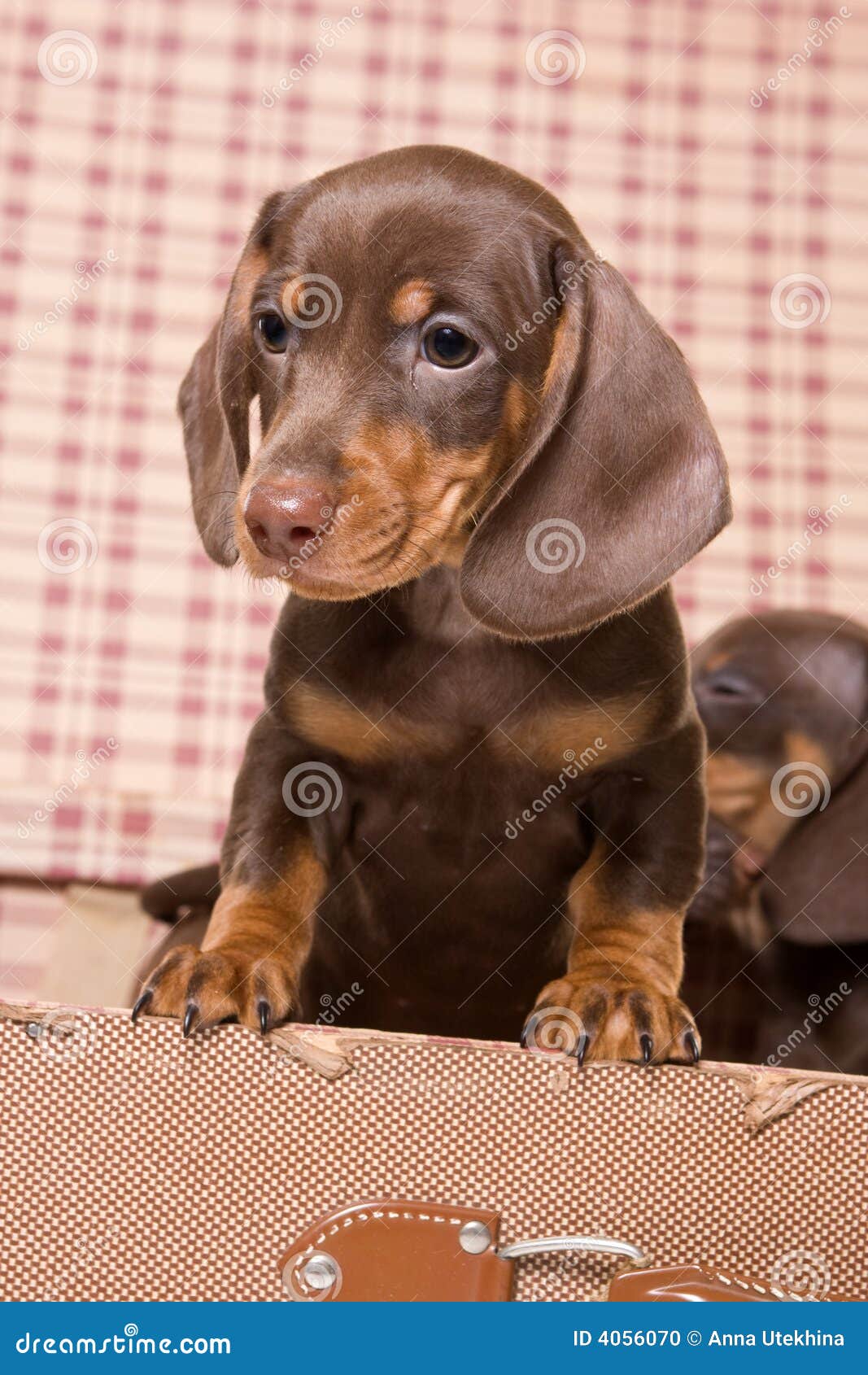 Asktax arkivfoto. Bild av vovve, hund, carnivore, hemhjälp 4056070