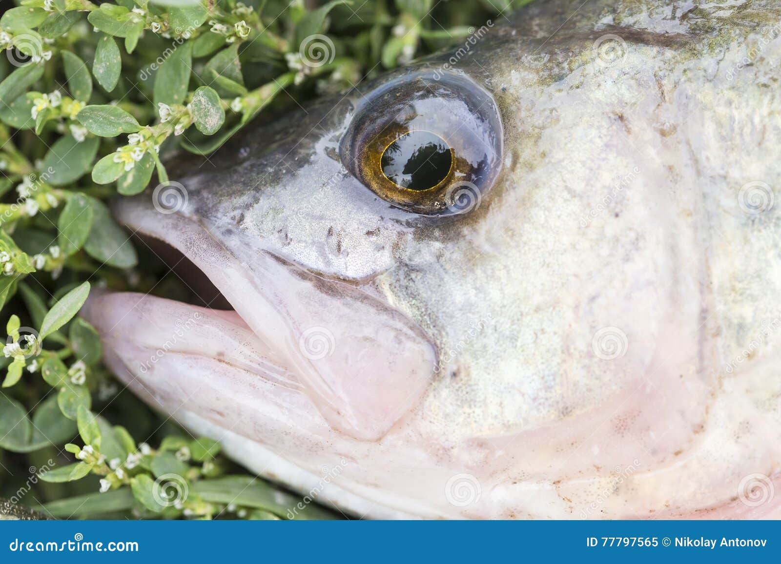 Asp Predatory Freshwater Fish on Green Grass Close Up Stock Image