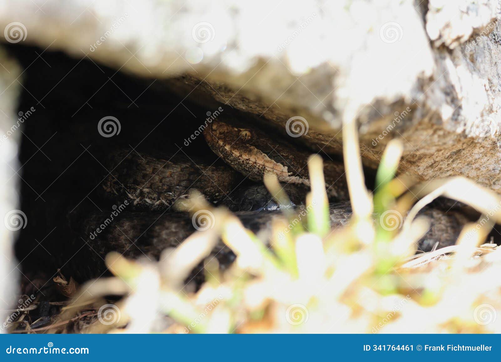asp viper vipera aspis gran paradiso national park italian alps