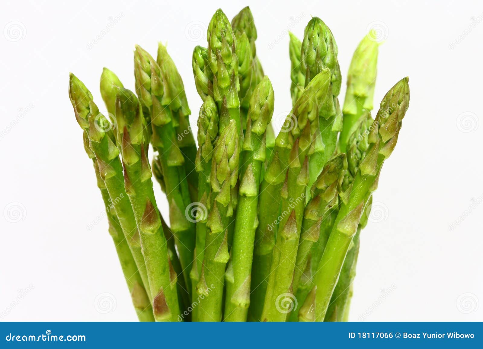 Asparagus Stock Photography | CartoonDealer.com #110672744