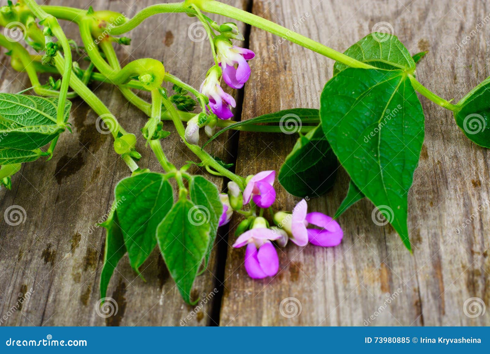 Asparagus Beans, Leaves and Flowers Stock Image Image of bean