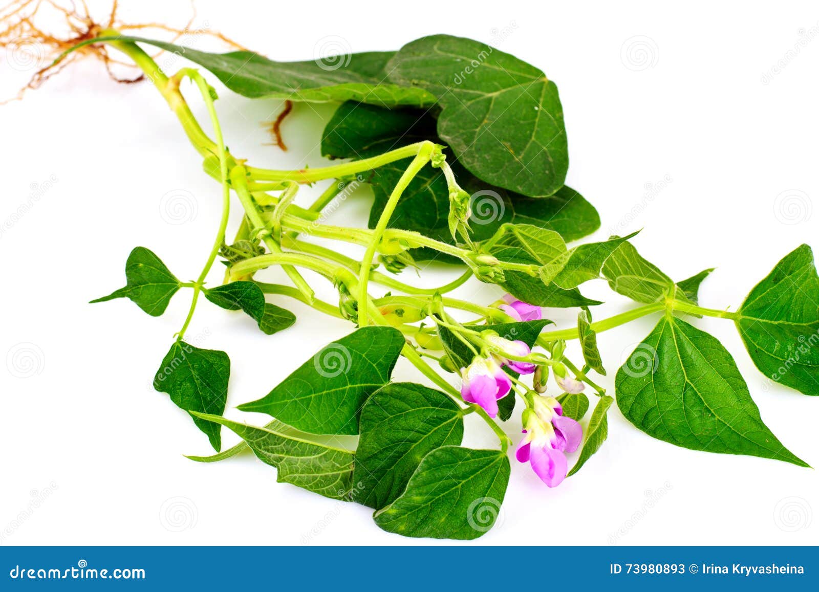 Asparagus Beans, Leaves and Flowers Stock Image Image of green, bloom