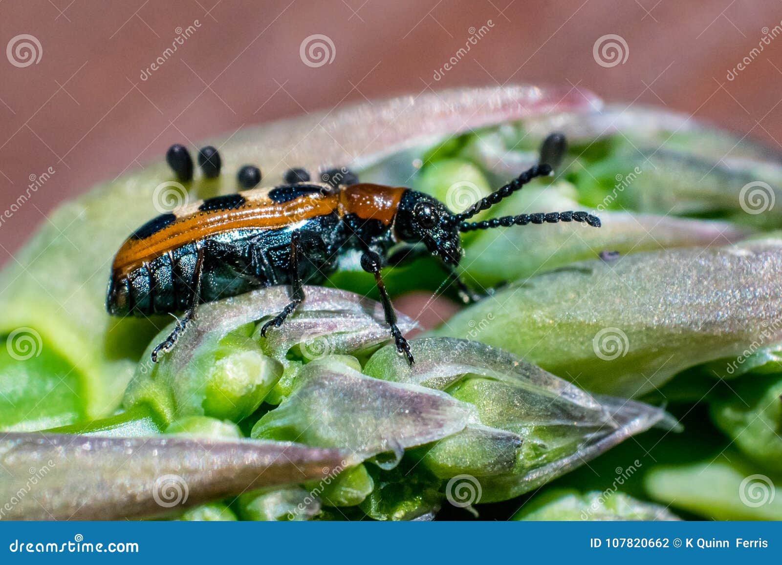 An Asparagus Beetle on Asparagus Spear Tip Stock Photo Image of
