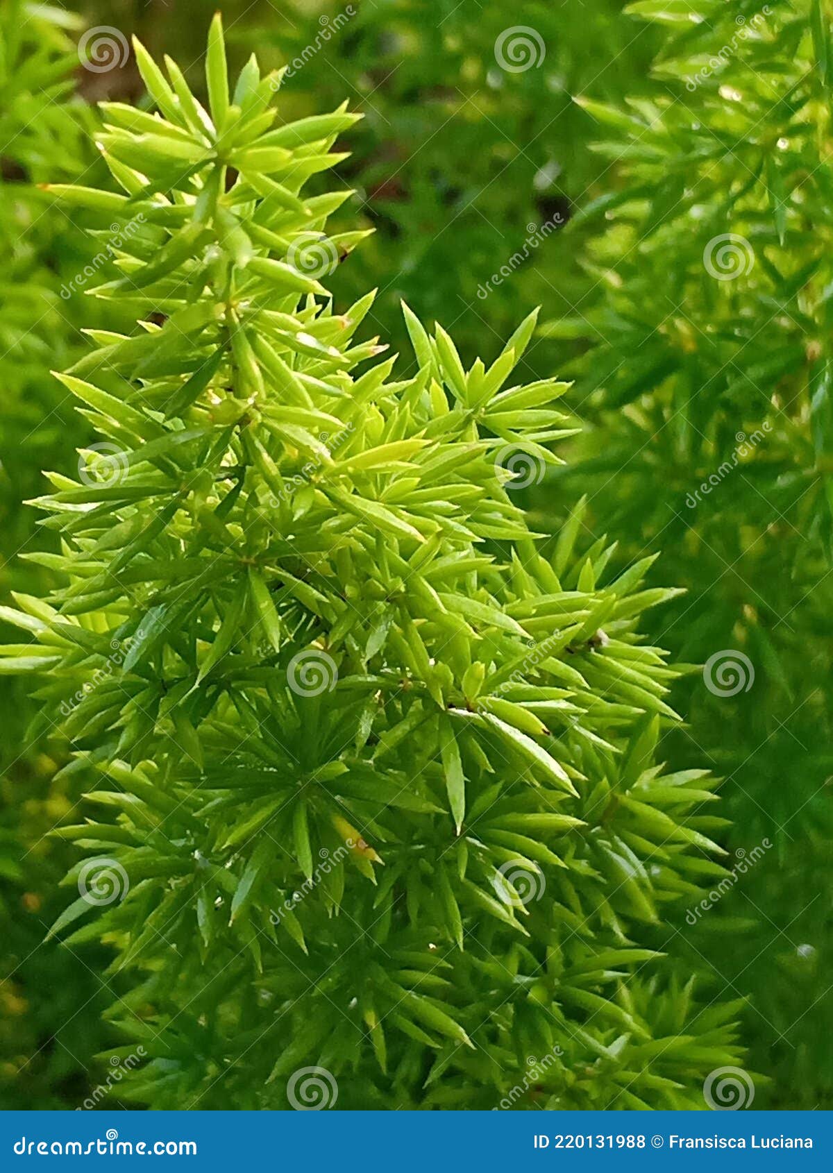 Asparagus Densiflorus Plant Stock Photo Image of asparagus
