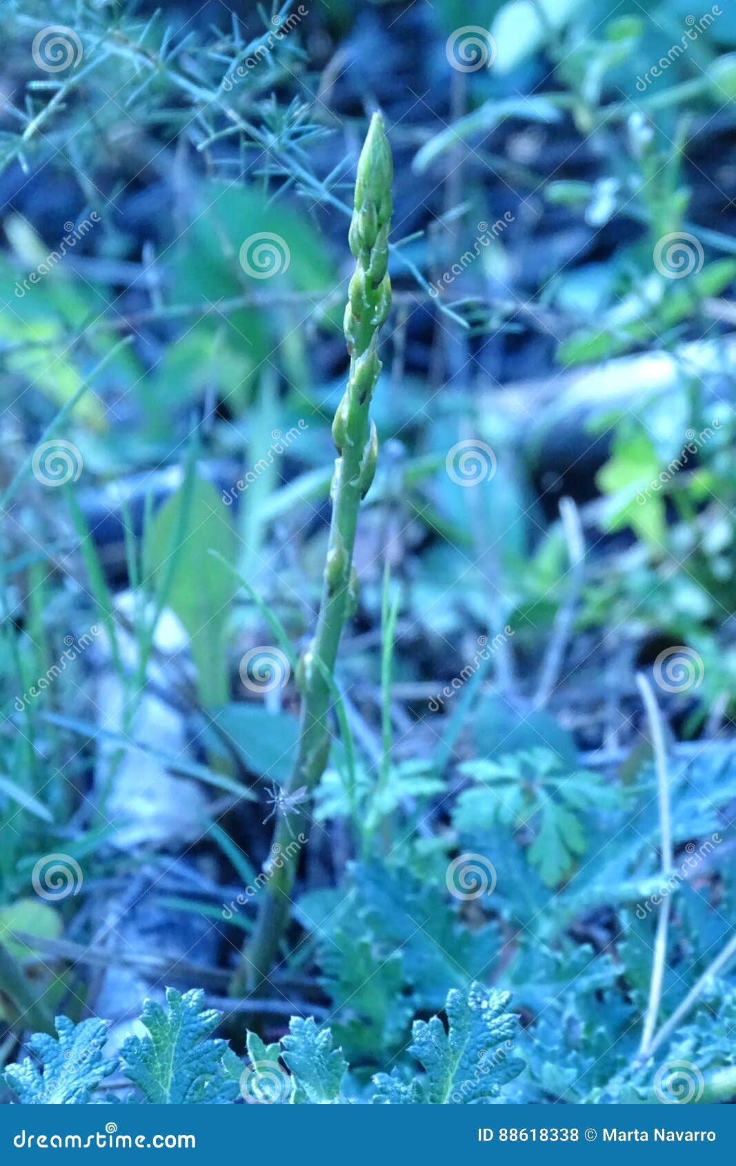 Asparagus in Detail from a Forest Stock Photo Image of trunk, nature