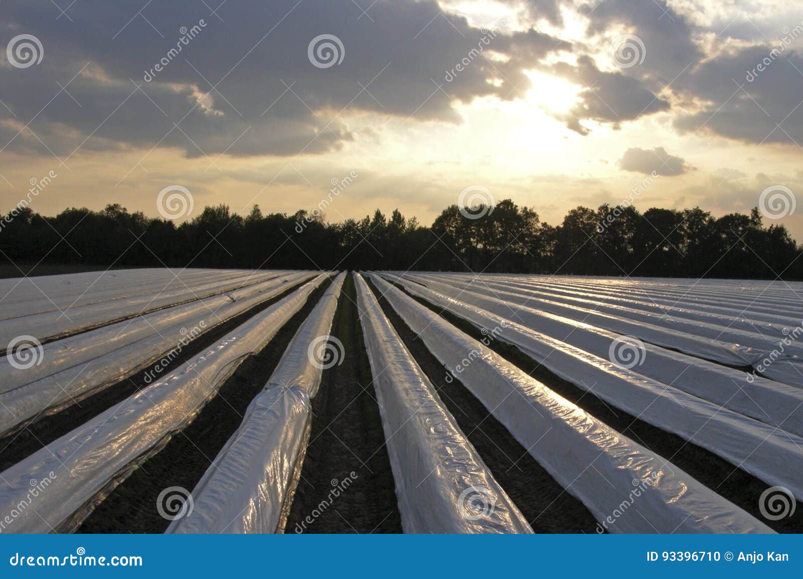 Asparagus farm stock photo. Image of nature, seasonal 93396710