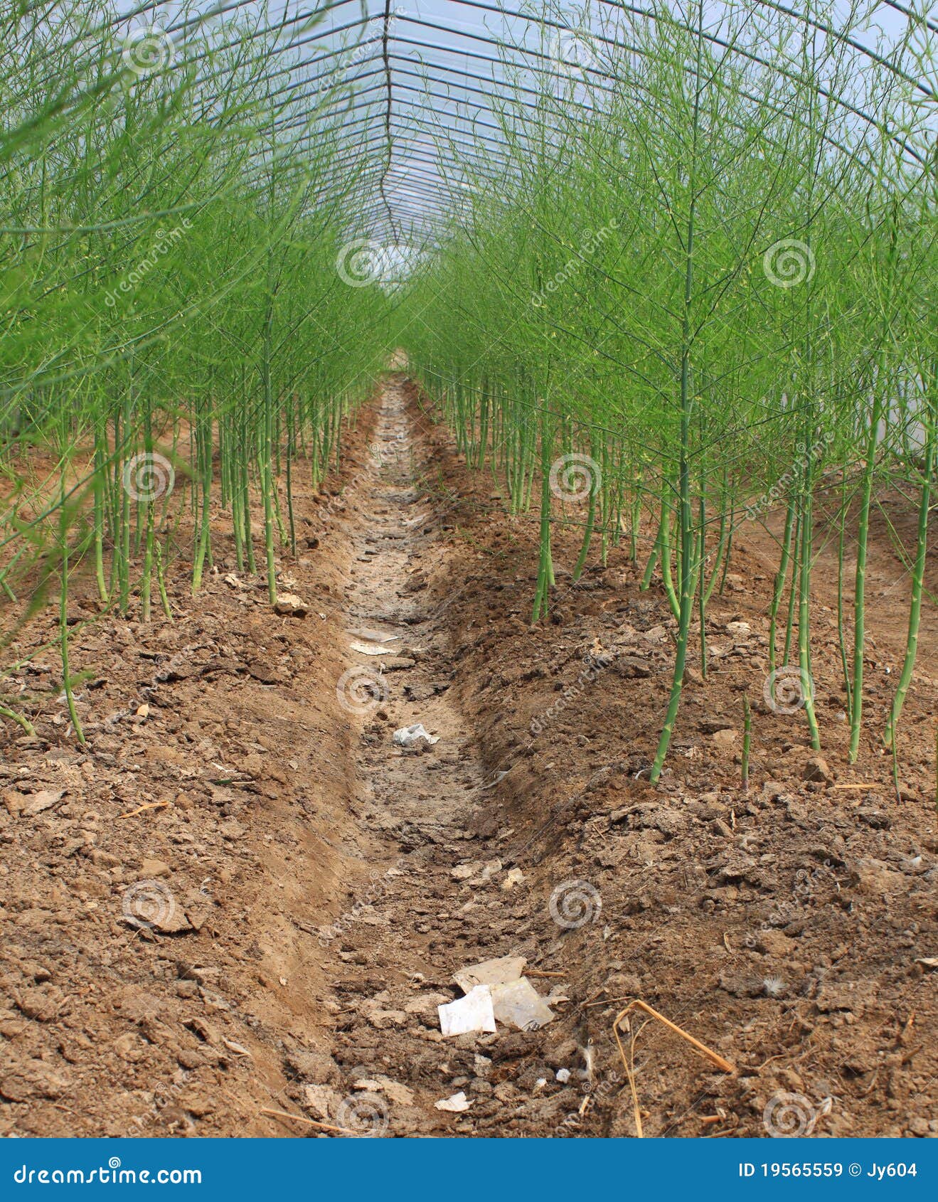 Asparagus field stock image. Image of countryside, background 19565559