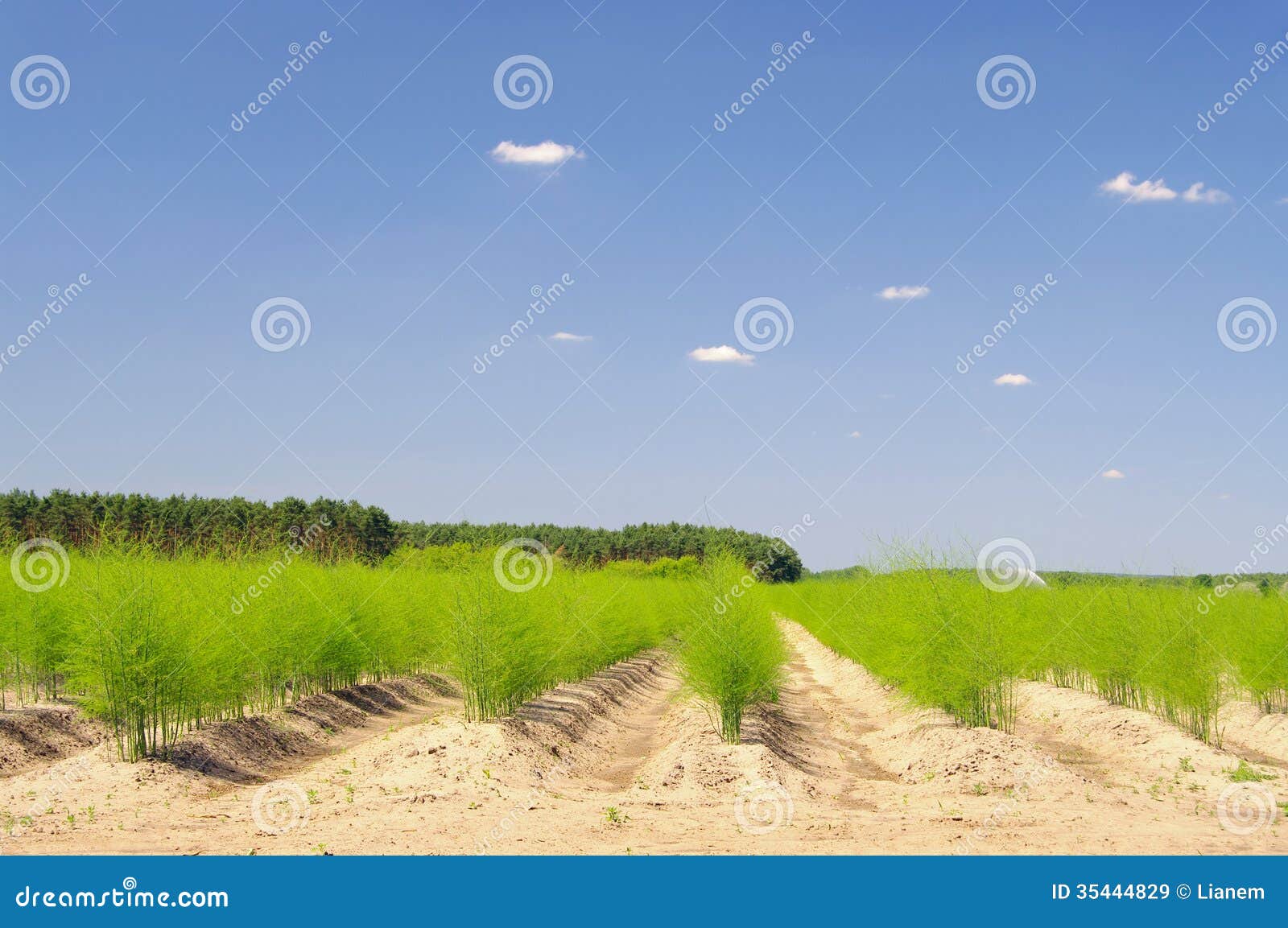 Asparagus field stock image. Image of cultivate, farming 35444829