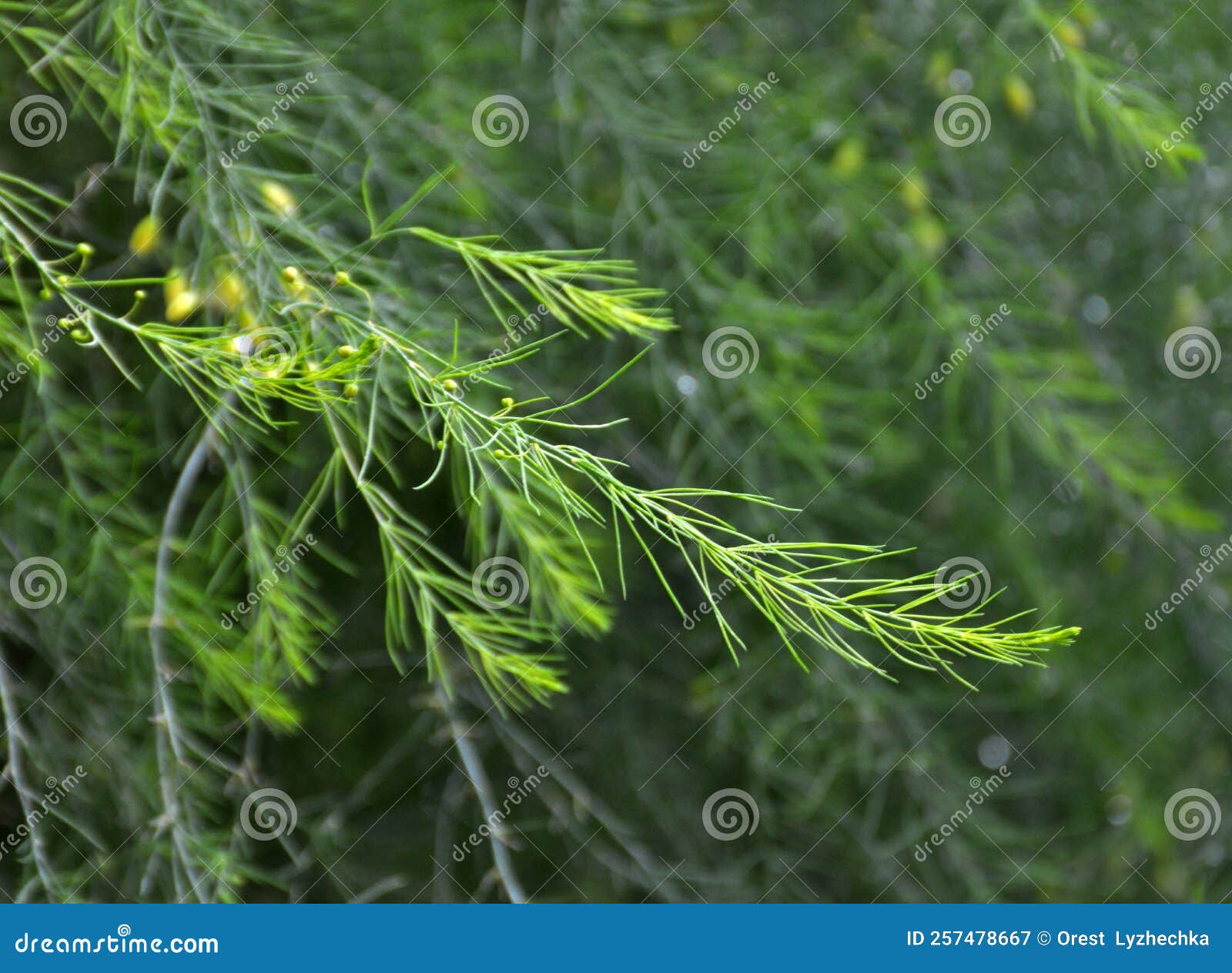 Asparagus Grows in the Garden Stock Image Image of herb, care 257478667