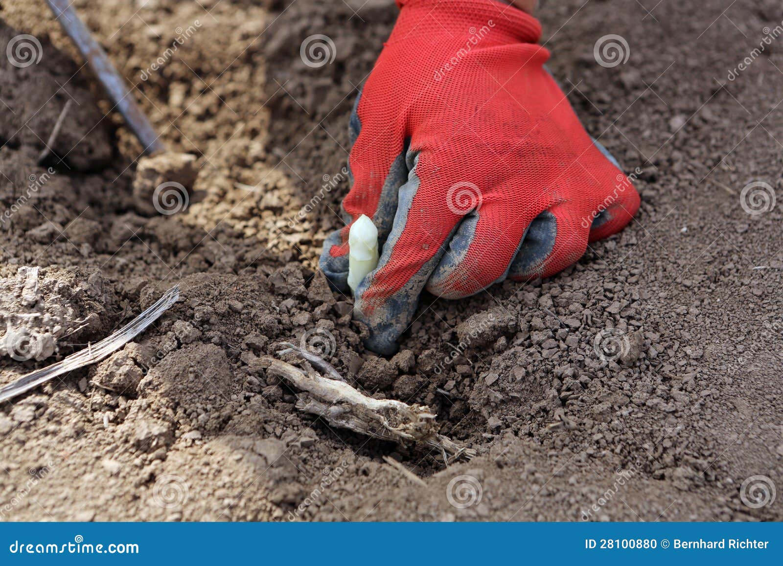 Asparagus Harvesting stock photo. Image of healthy, culture 28100880