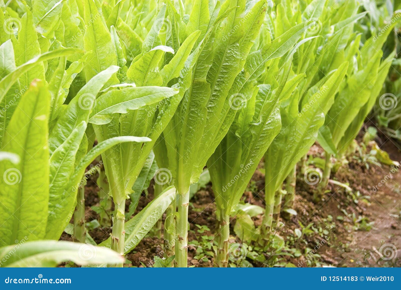 Asparagus lettuce stock image. Image of fresh, food, agriculture 12514183