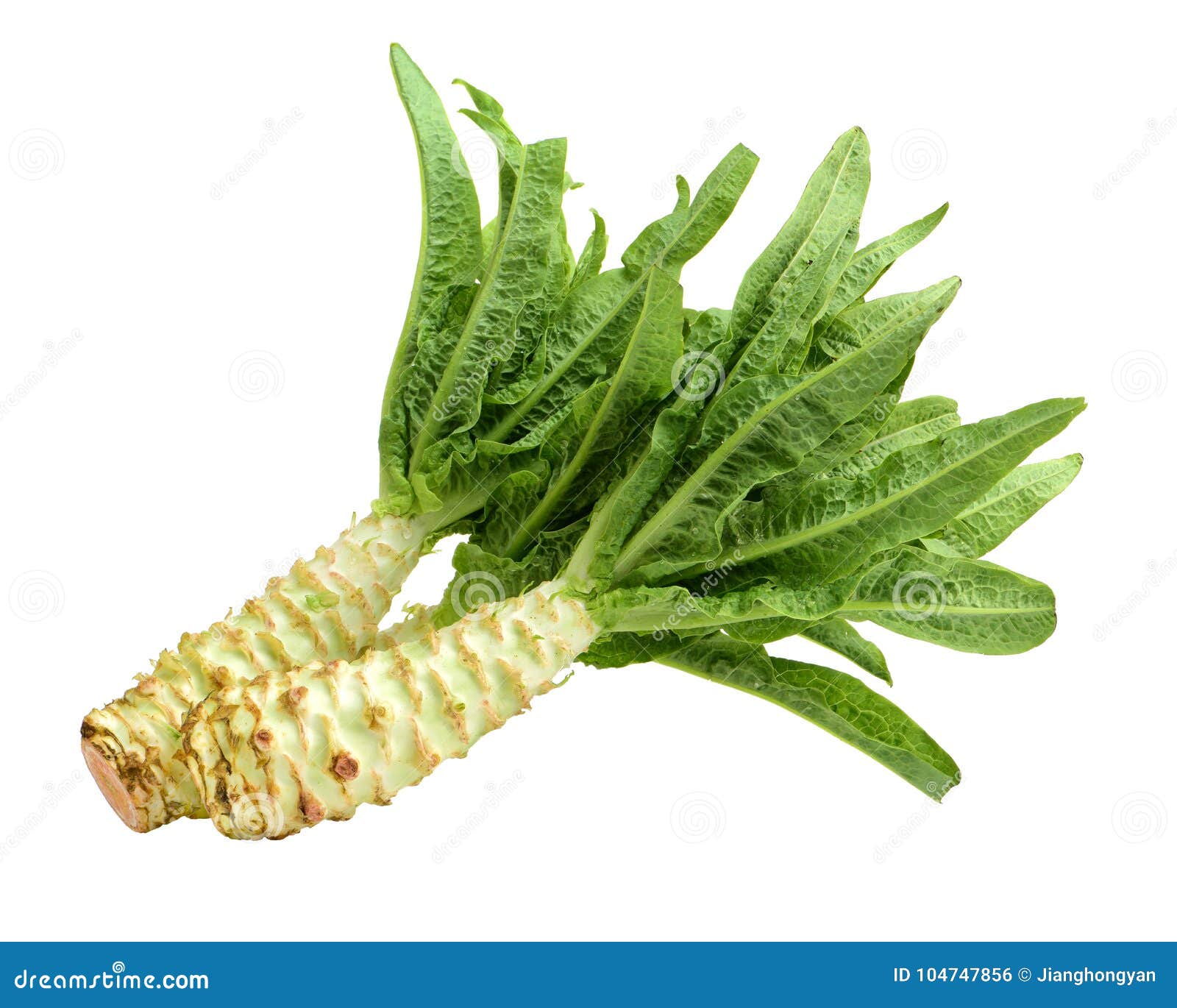 Asparagus lettuce stock photo. Image of horizontal, organic 104747856