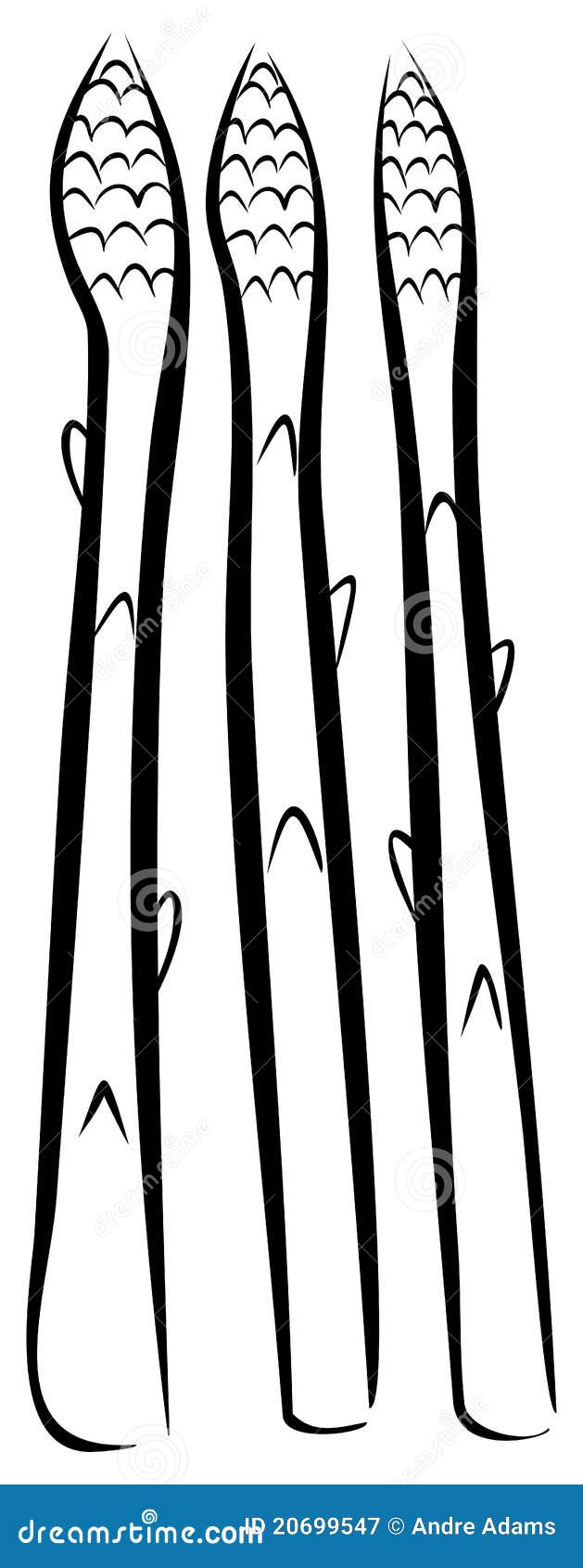 Asparagus outline stock vector. Illustration of antioxidants 20699547