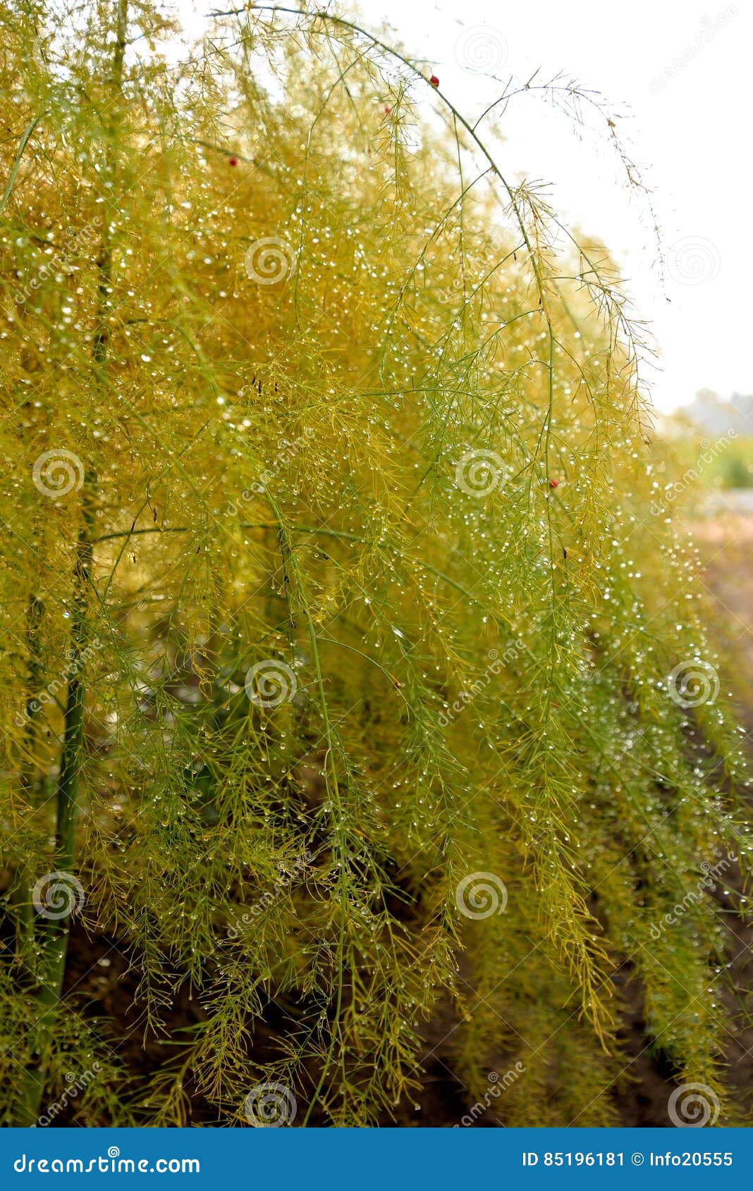 Asparagus stock image. Image of growing, plant, food 85196181