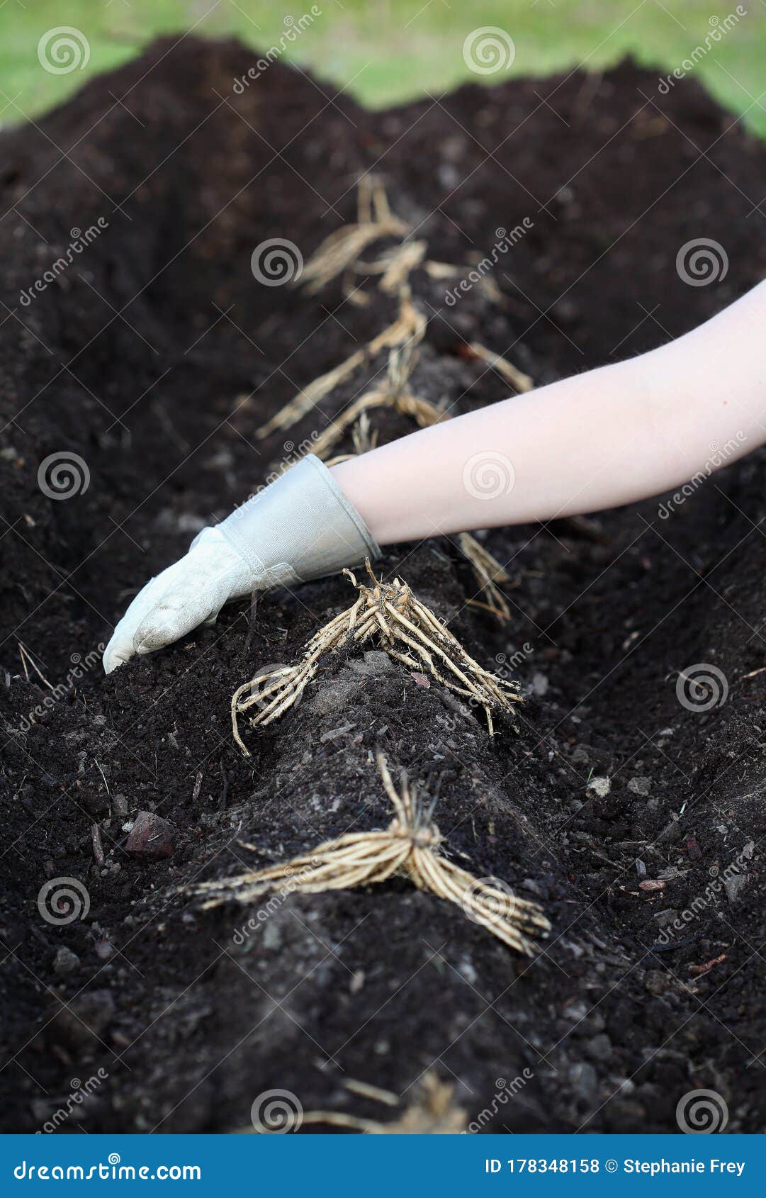 asparagus rhizomes being planted in compost and humus