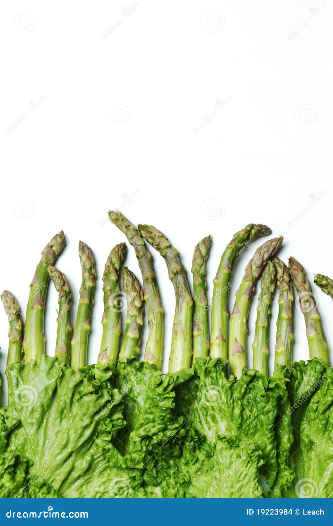 Asparagus and Romaine Lettuce in Unformed Pattern Stock Photo Image