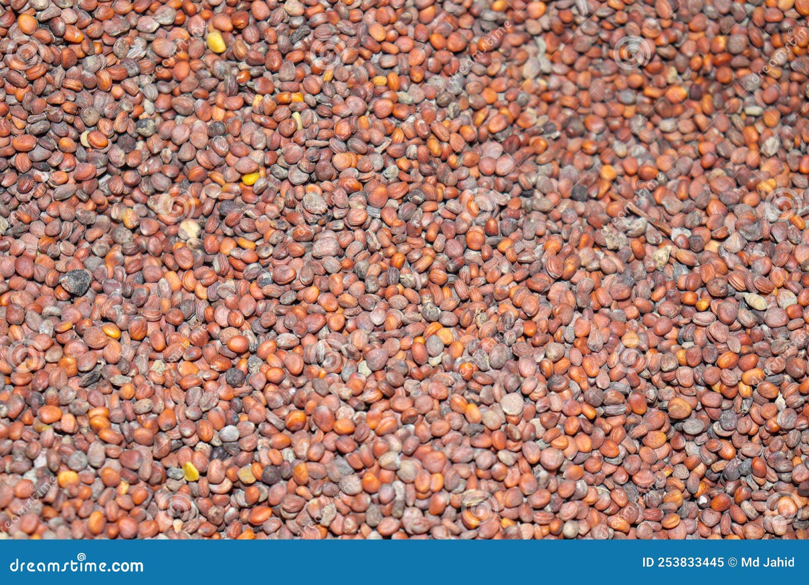 Asparagus Seed Stock on Shop Stock Image Image of gourmet, cashew