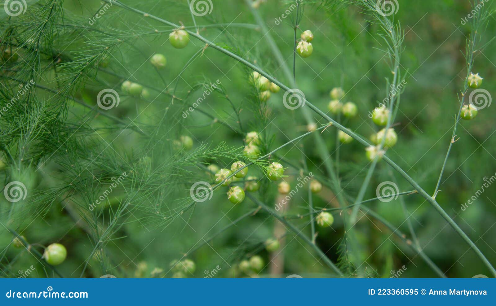 Asparagus Seeds, Green Berries. Stock Image Image of meadow, seeds