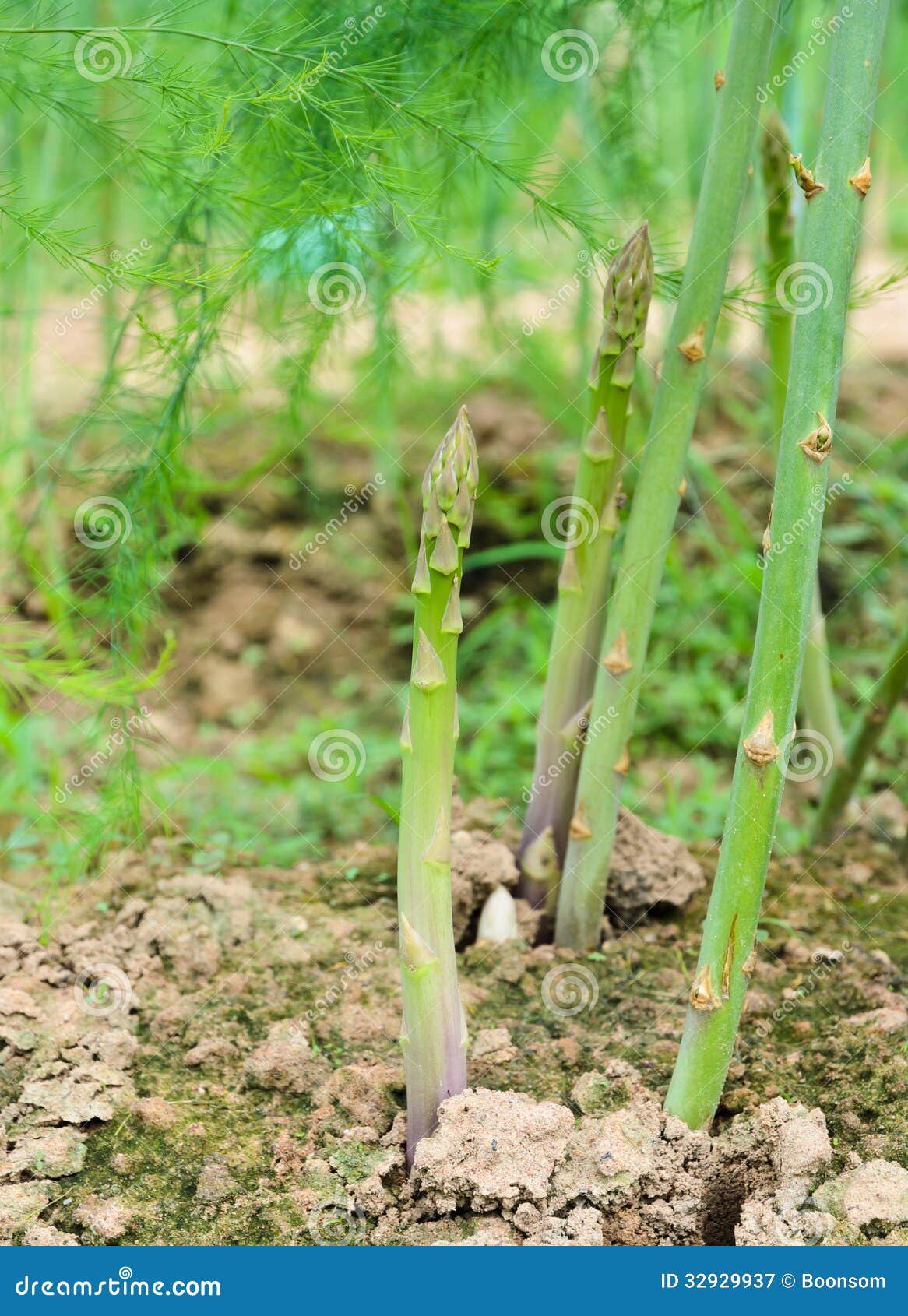 Asparagus stock image. Image of food, vegetable, agriculture 32929937
