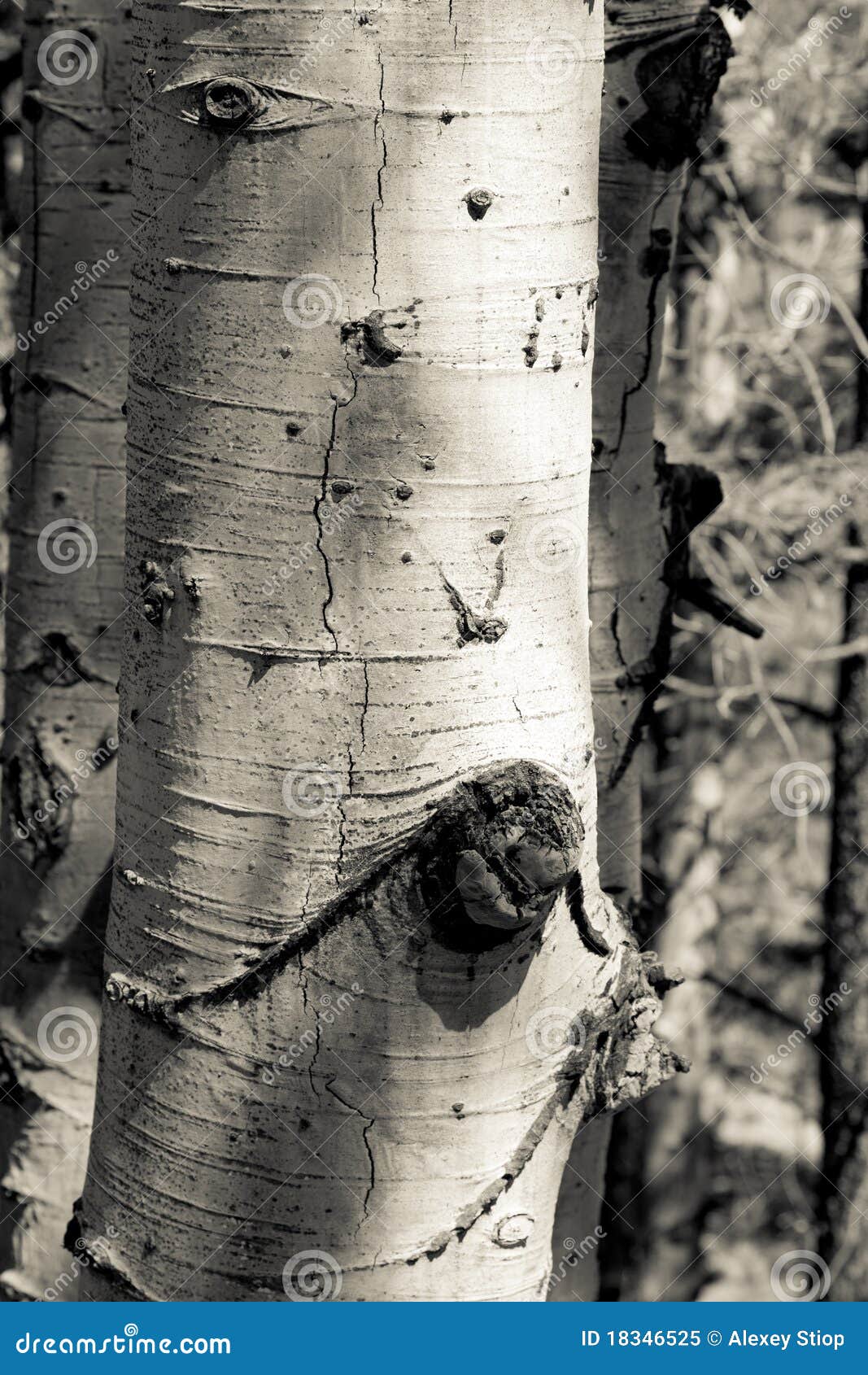 Aspen Bark Closeup stock image. Image of bark, environment 18346525