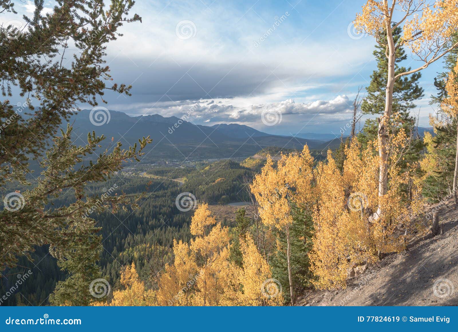 Aspen Changing Near Breckenridge in the Afternoon Stock Image Image