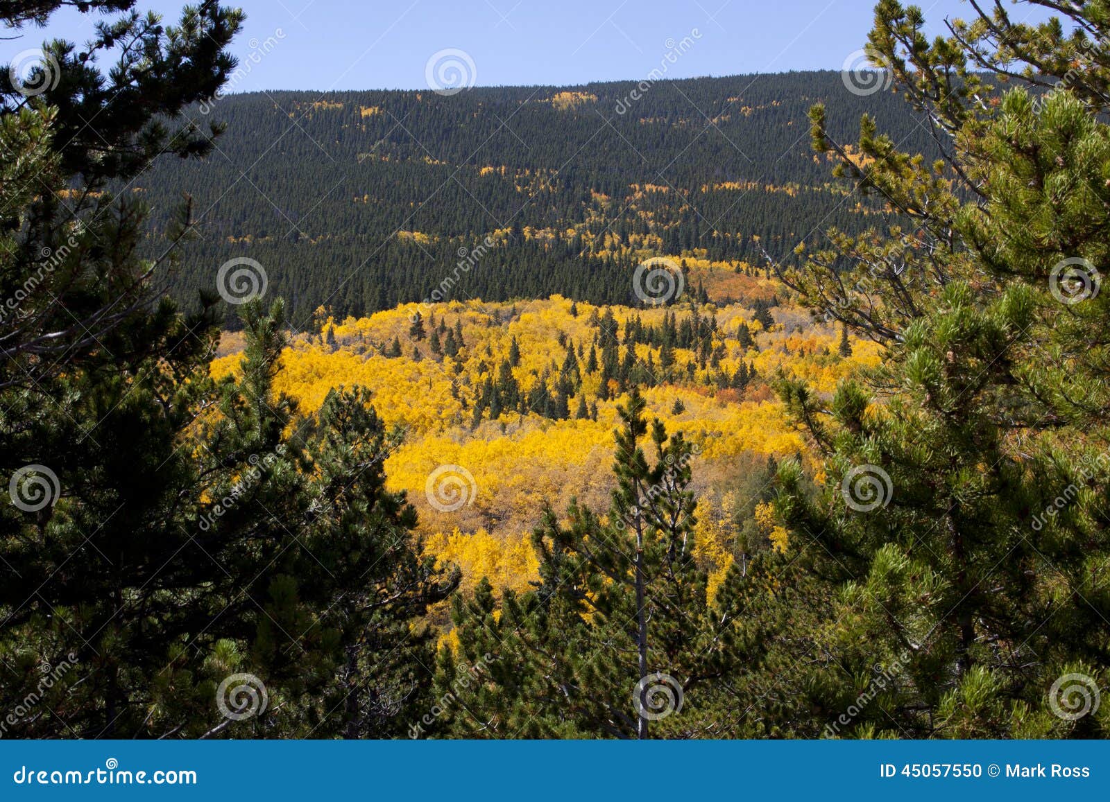 Aspen Covered Mountain Framed by Pine Trees Stock Photo Image of leaf