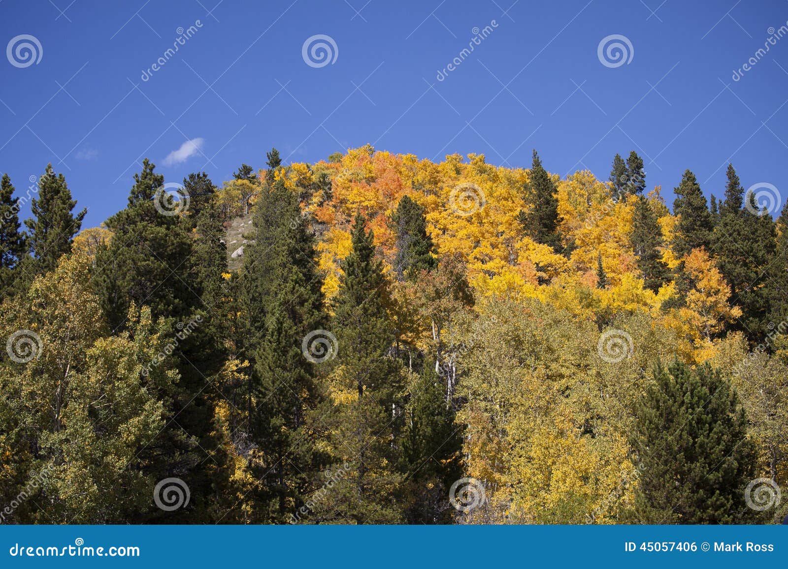 Aspen Covered Mountain stock photo. Image of leaf, colorful 45057406