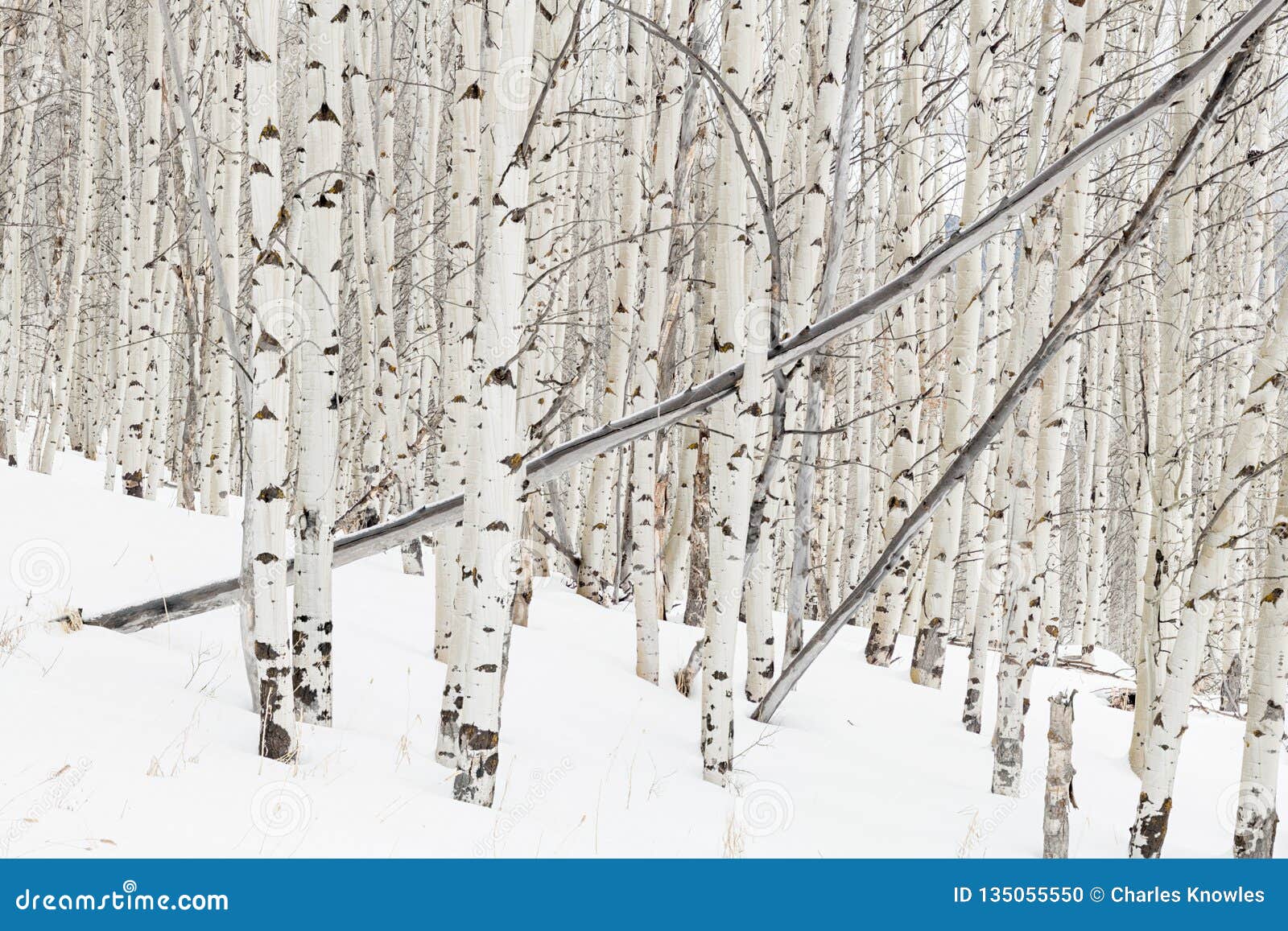 Aspen Forest in Winter with Many White Barked Trees Stock Photo - Image