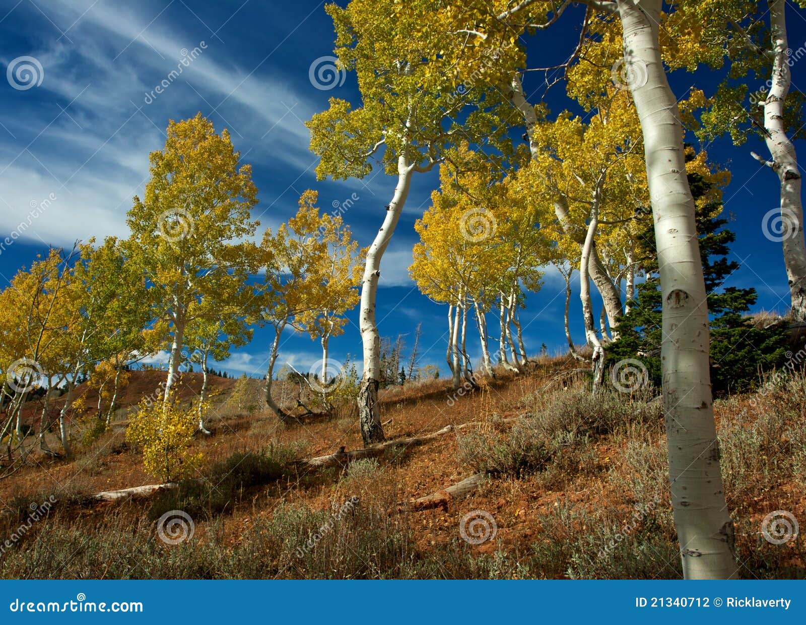 Aspen Grove in Autumn stock photo. Image of colors, wilderness 21340712