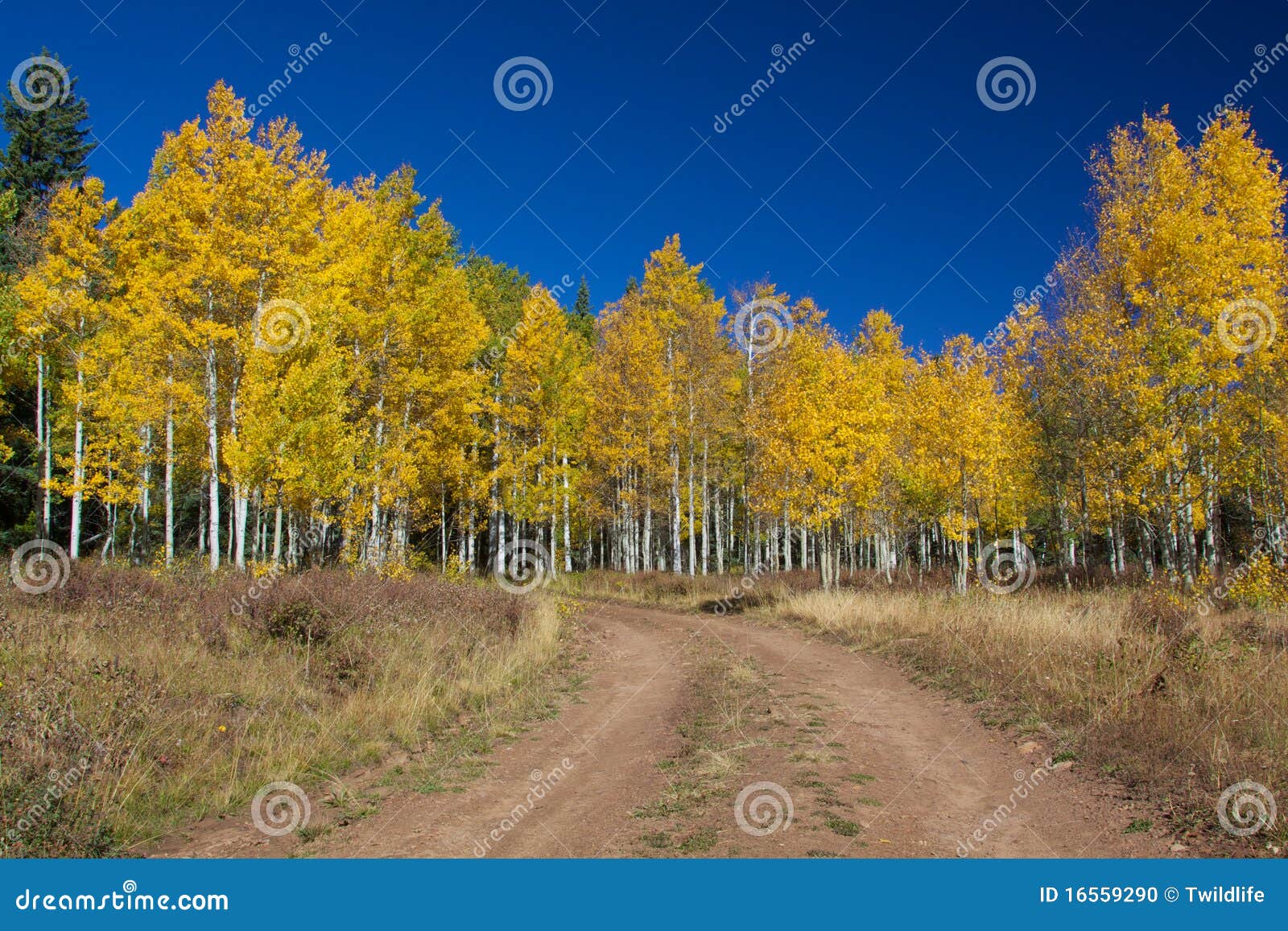 Aspen Grove in Fall stock photo. Image of background 16559290