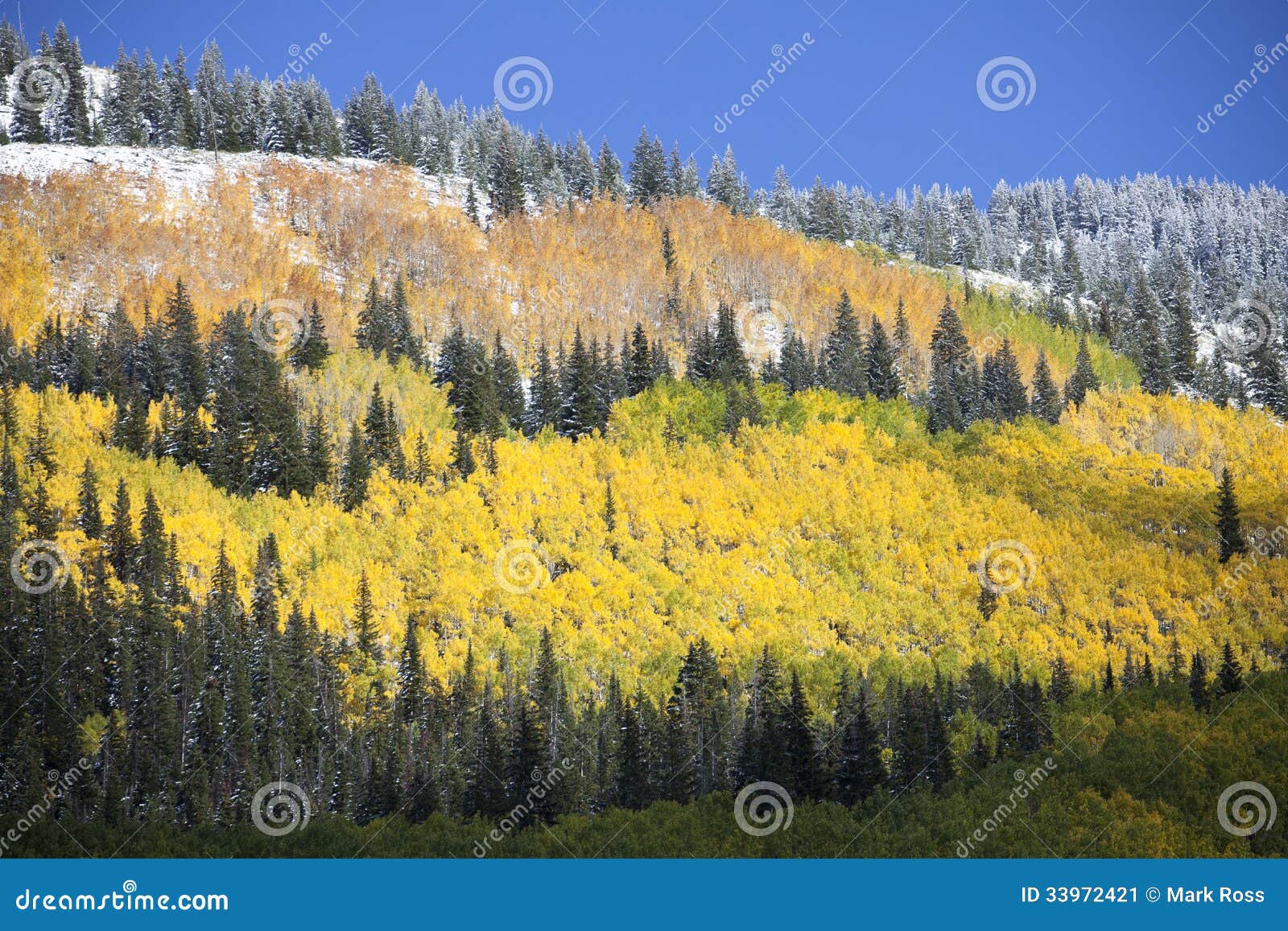 Aspen Grove after Snow stock image. Image of aspen, mountain 33972421