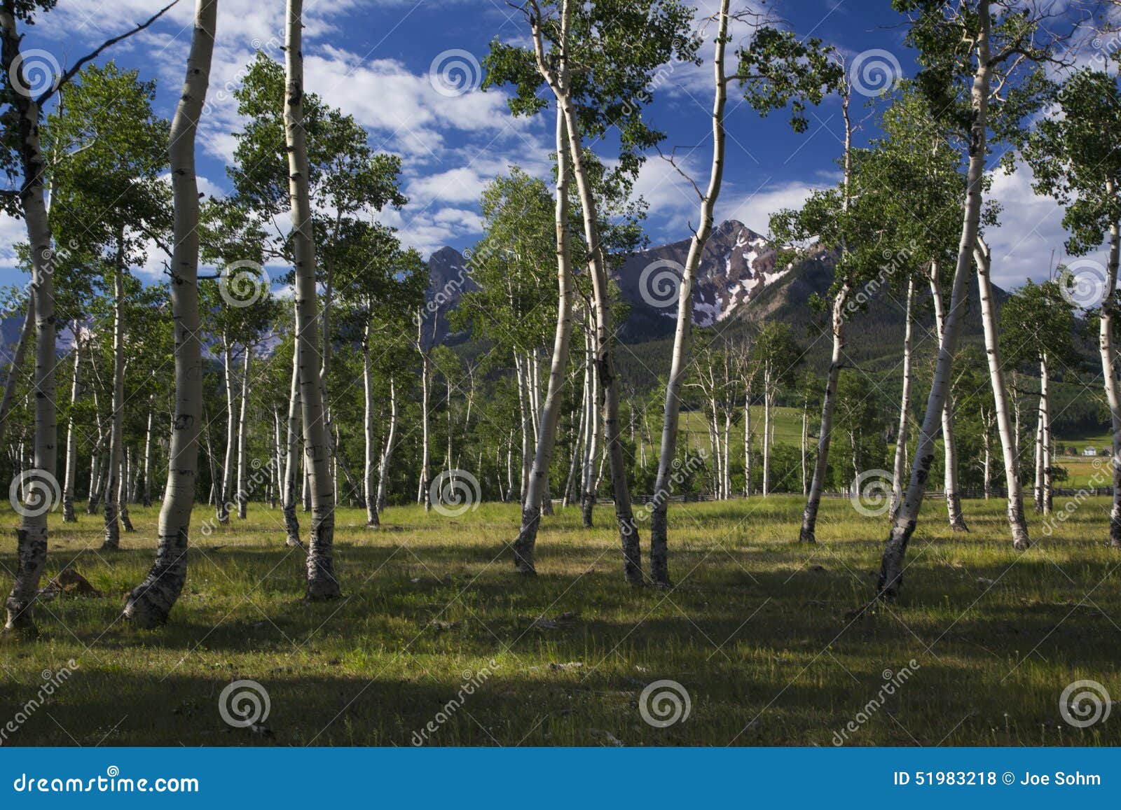 aspen grove and view of san juan mountains, hastings mesa, ridgway, colorado, usa