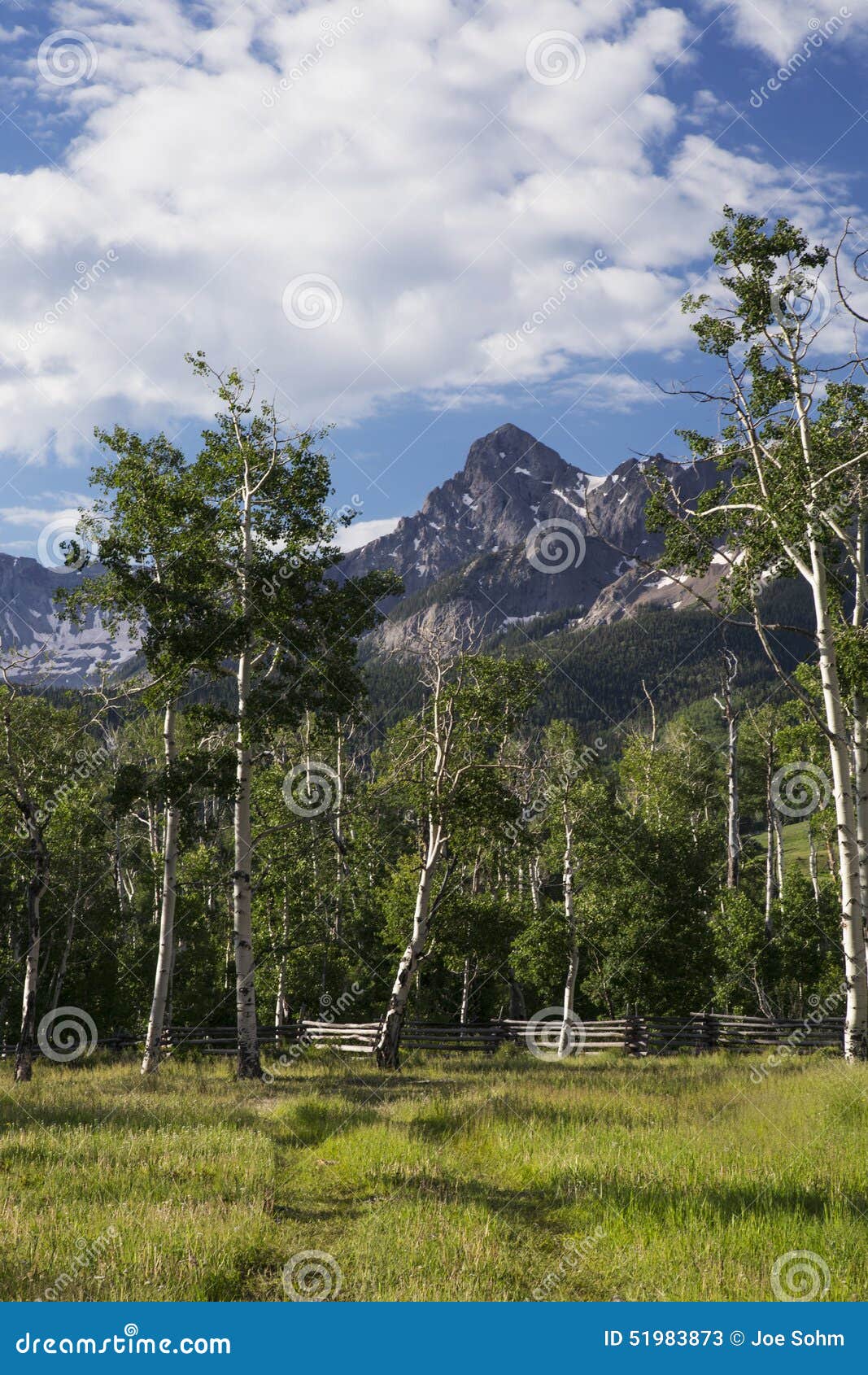 aspen grove and view of san juan mountains, hastings mesa, ridgway, colorado, usa