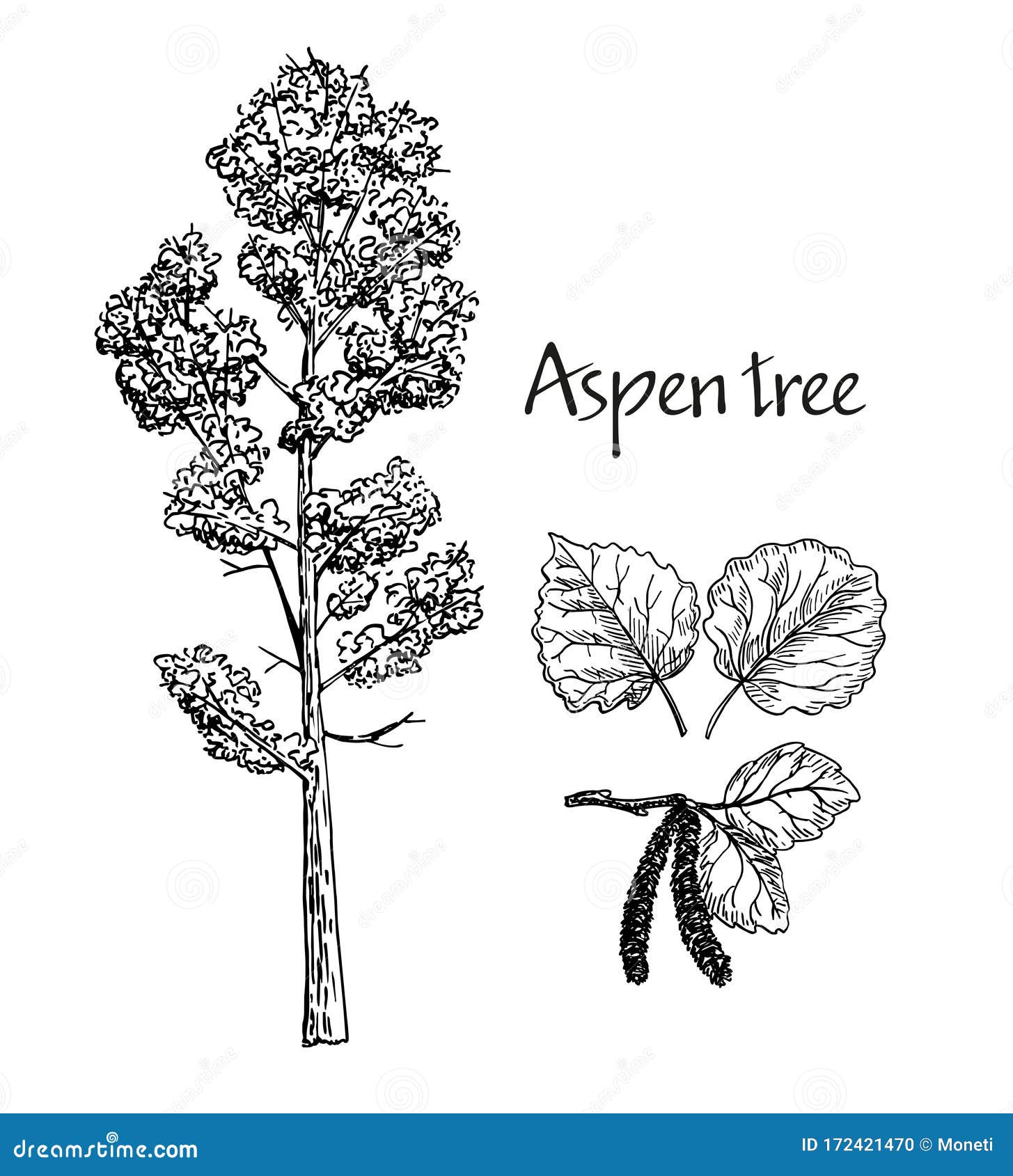 Buy Aspen Trees Illustration in Black Pen Digital Download Online in India  - Etsy