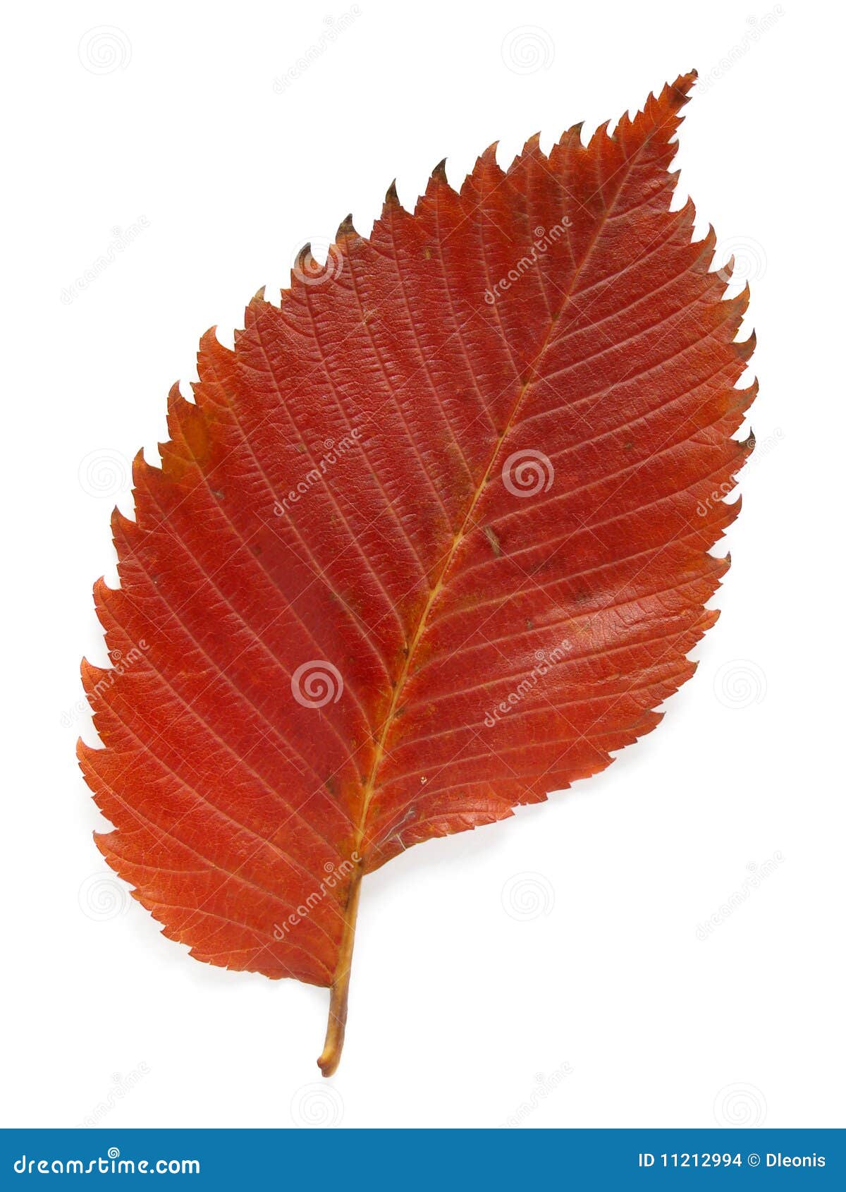 Aspen leaf stock photo. Image of september, purple, foliage - 11212994