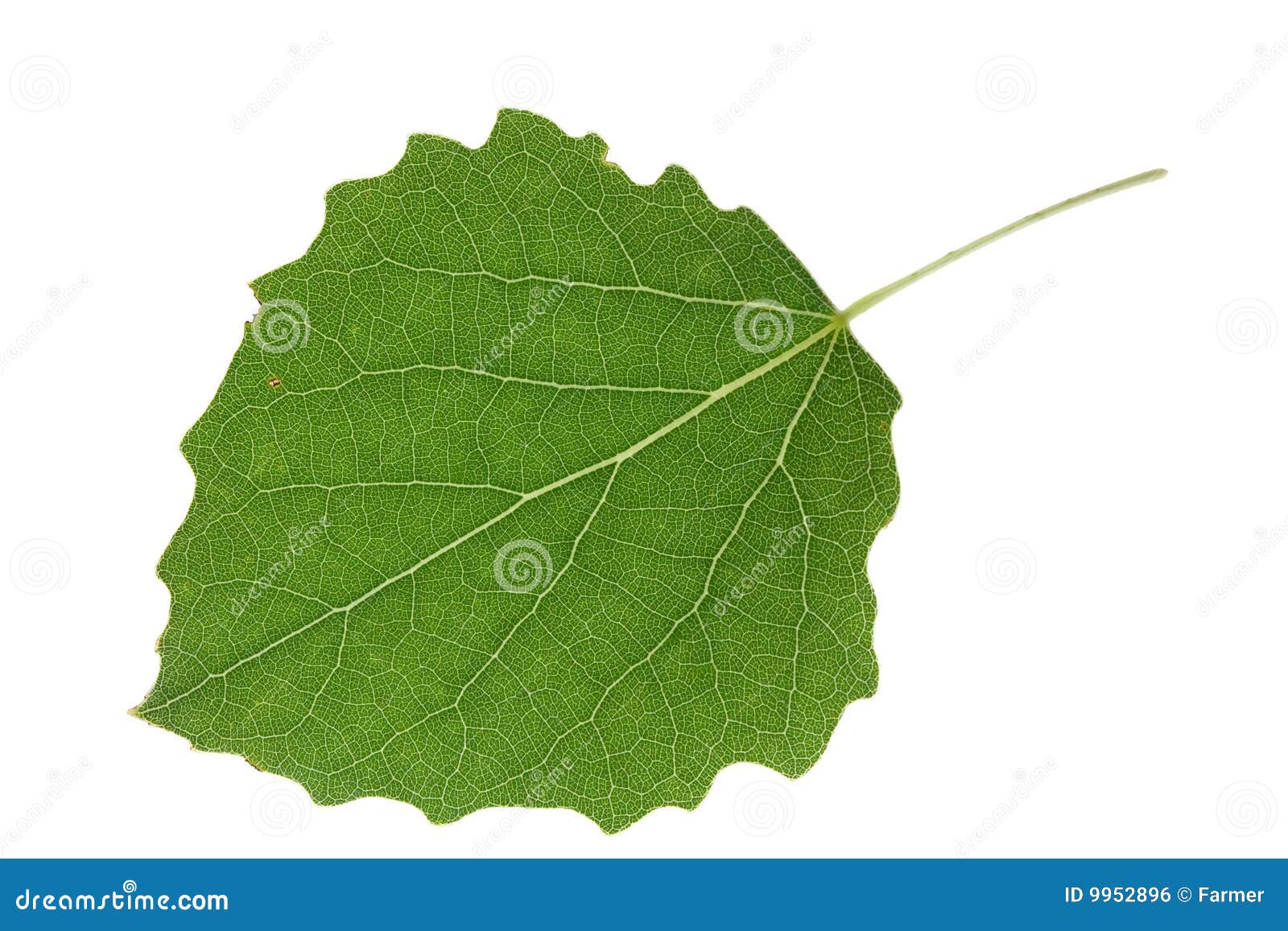 aspen leaf closeup 
